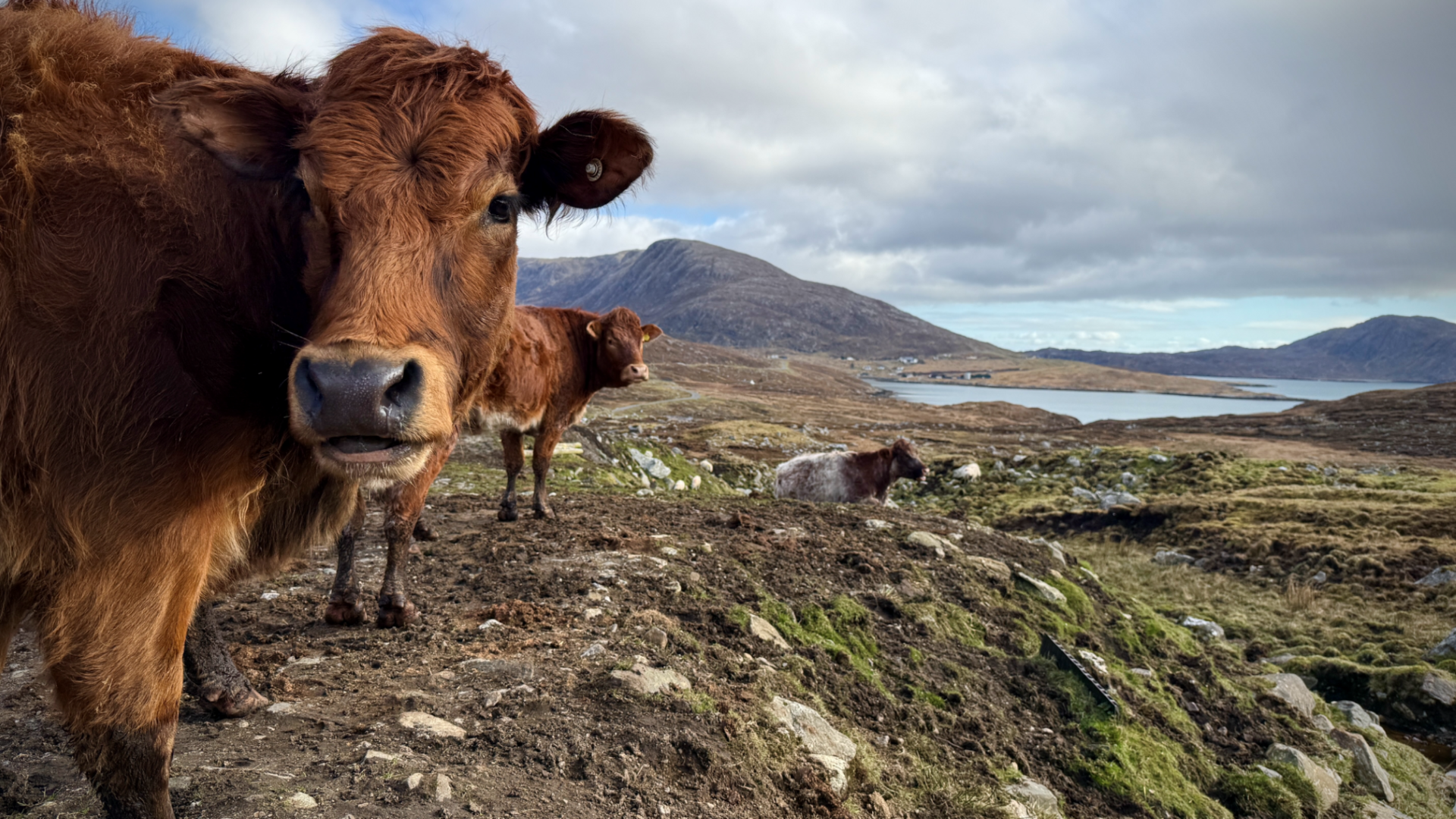 Crodh ann an Teilisnis, Na Hearadh