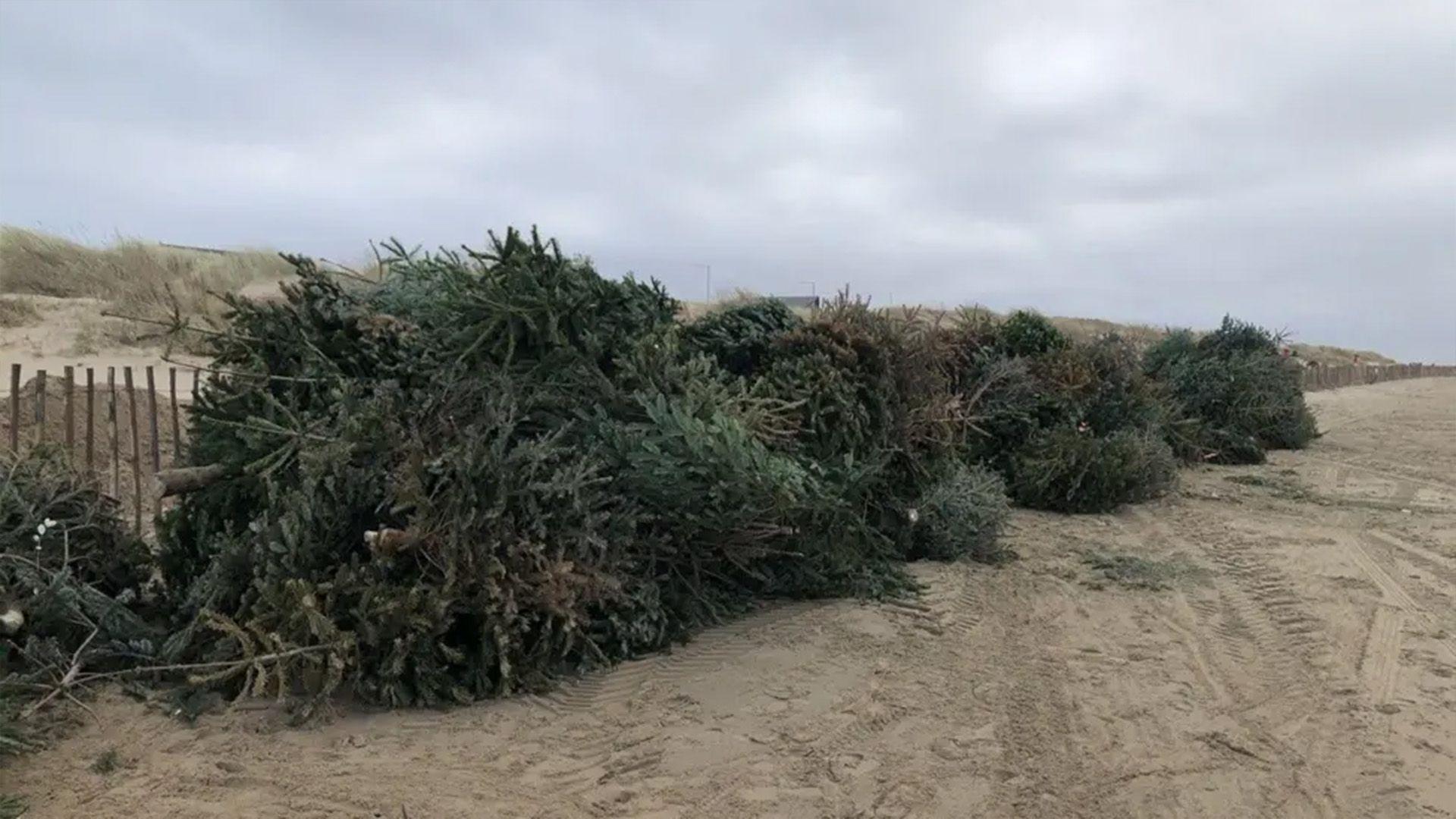 Several Christmas trees laid on the beach, resting on a wooden fence, ready to be planted.