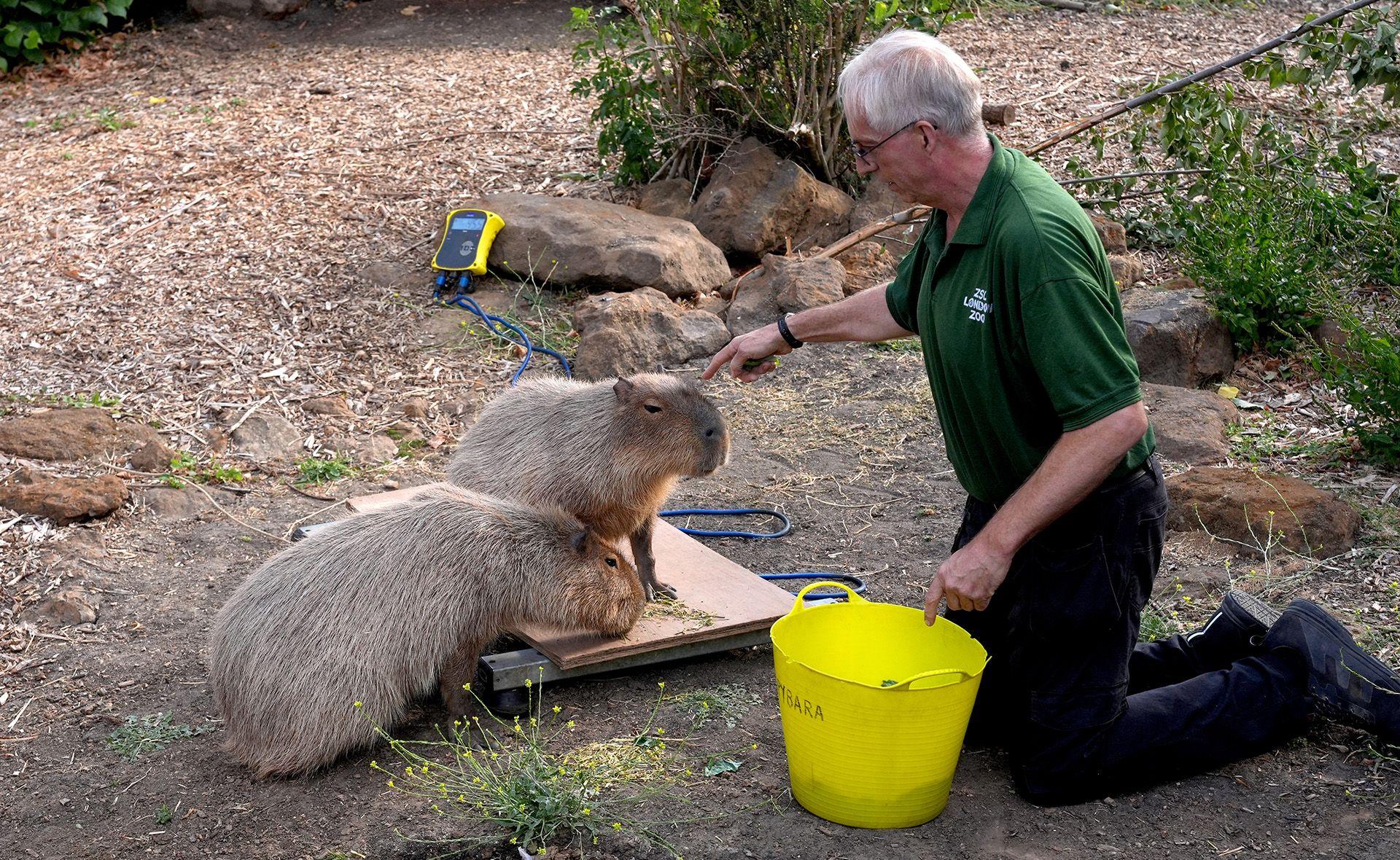 Two Capybaras are encouraged onto a weighing scale by a keeper.
