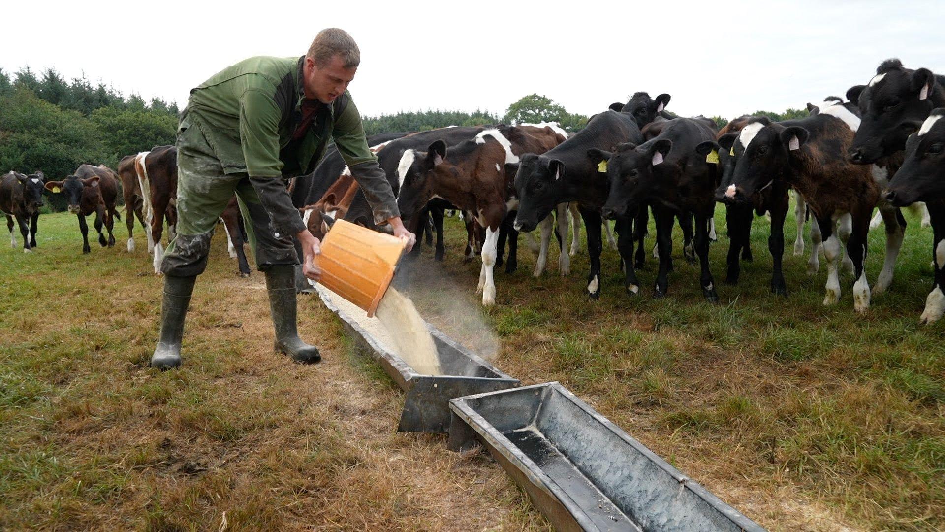 A man in green overalls is pouring animal feed from an orange bucket into a cattle trough on the ground. He is in a filed surrounded by calves.