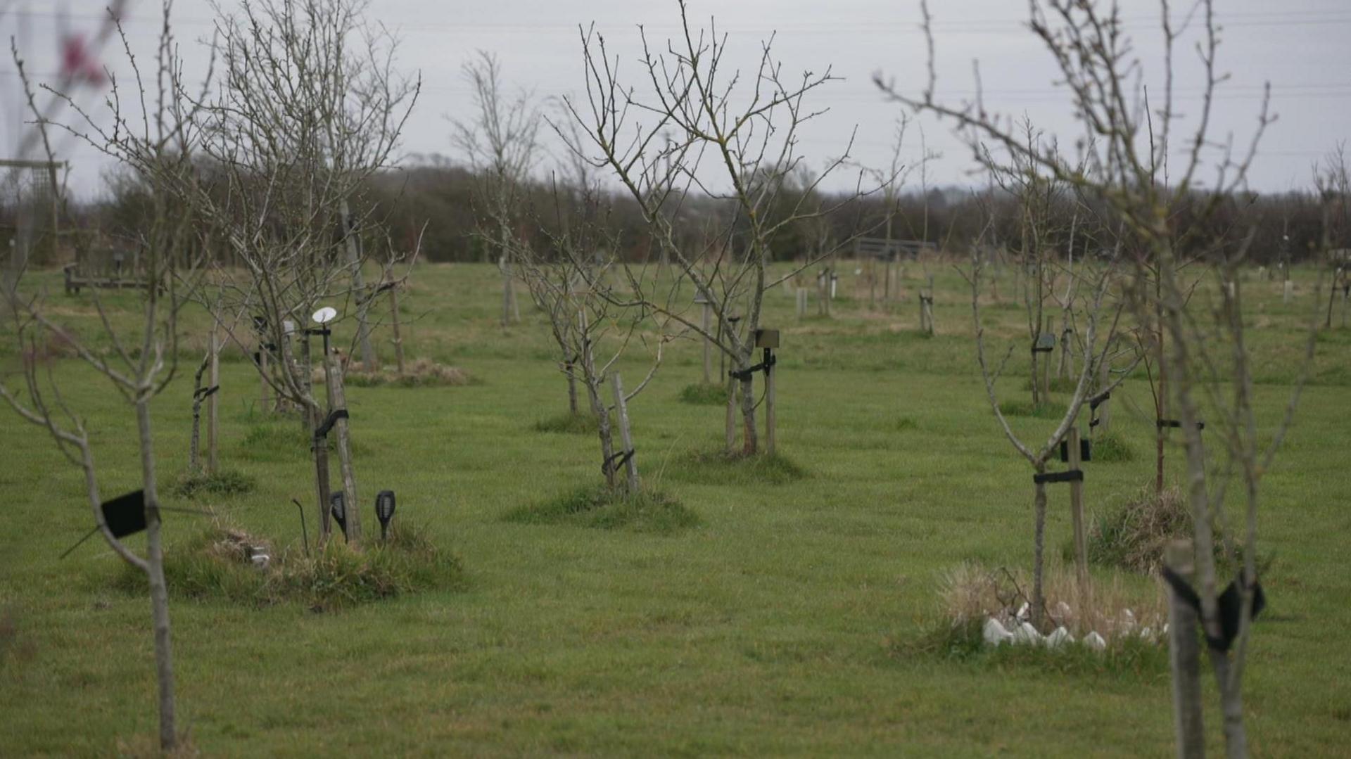 Trees growing which were planted in a woodland on a farm in Wrea Green. 