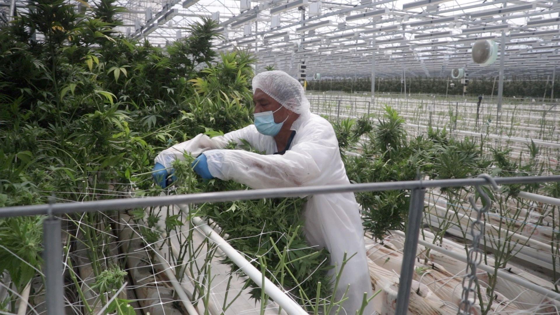 A man wearing a white uniform tenders to cannabis plants inside a greenhouse.