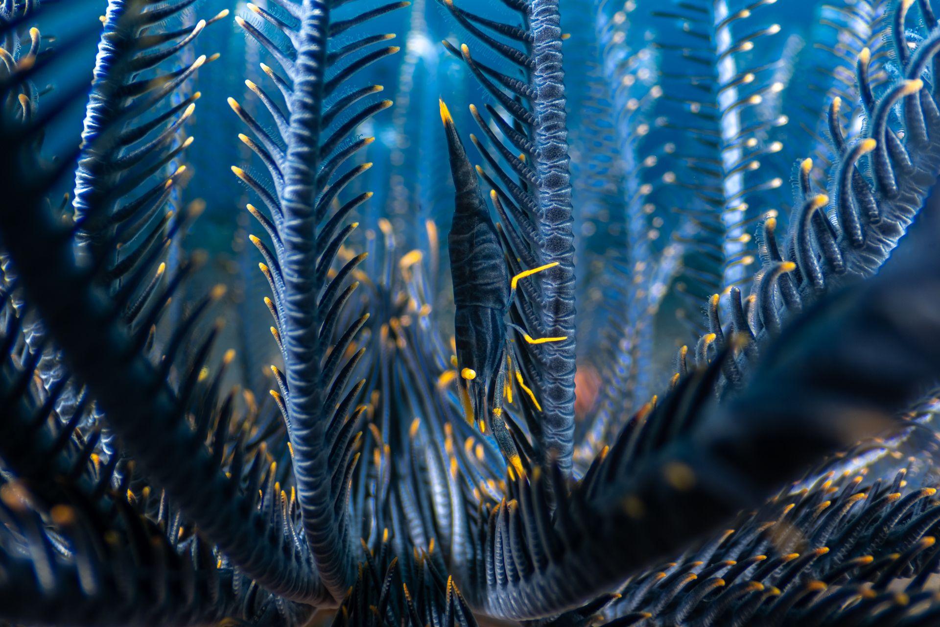 A crinoid shrimp crawls along a feather star. It is a deep dark blue with orangey yellow legs.