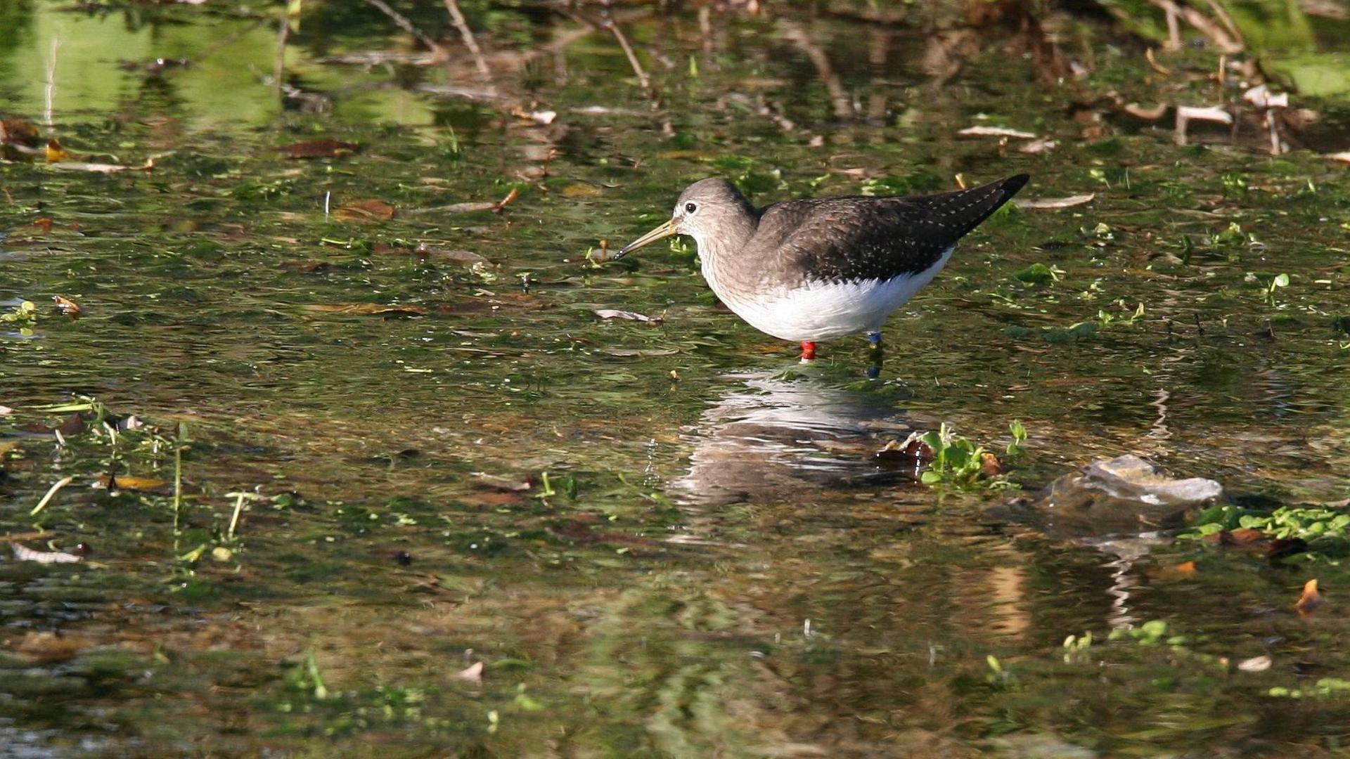 A close up of a Green Sandpiper in the River Lea