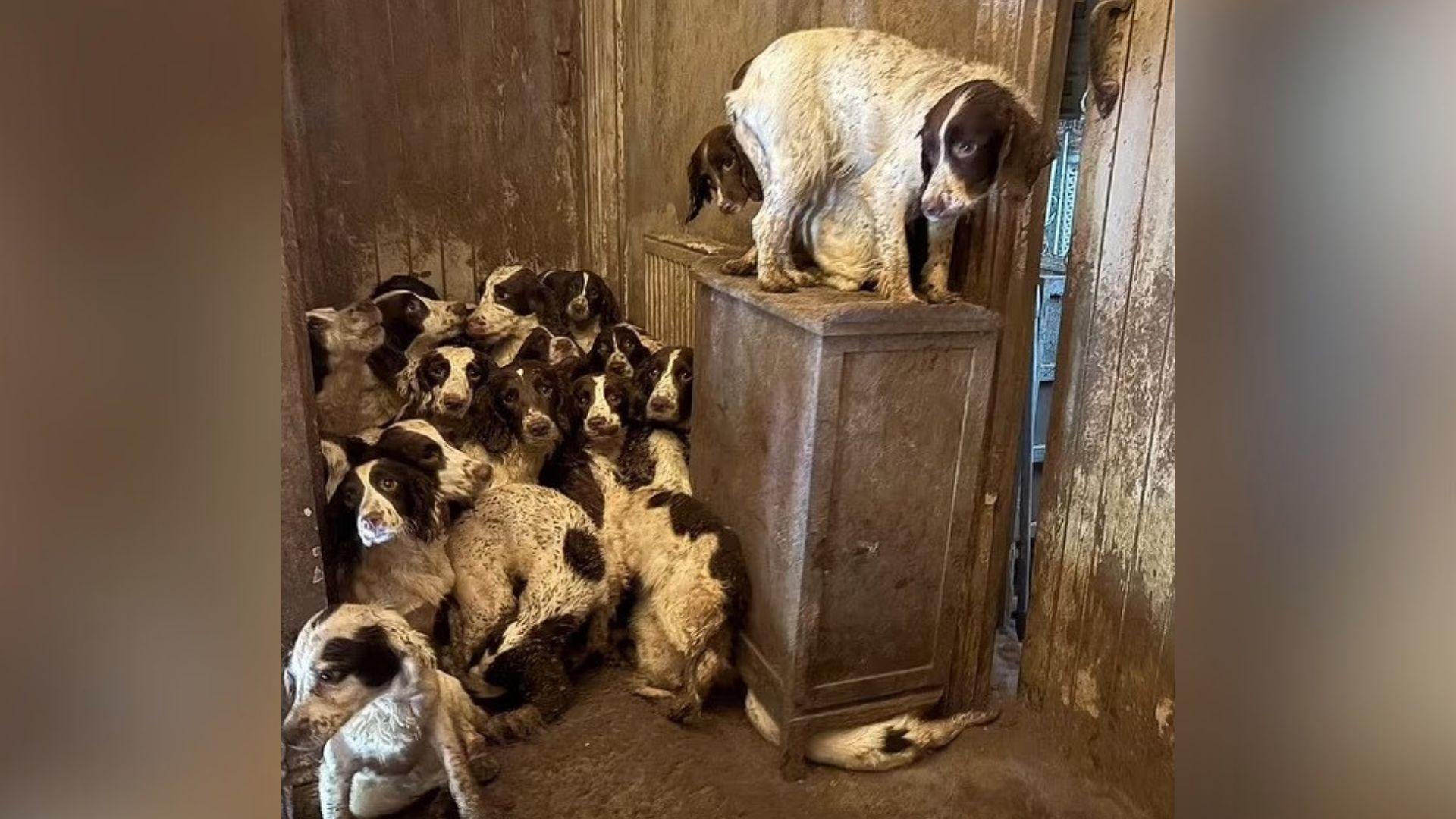 About 18 brown and white springer spaniels crowded into a corner. One is laid underneath a cabinet, another is standing on top of a cabinet. Many have matted fur and look thin.