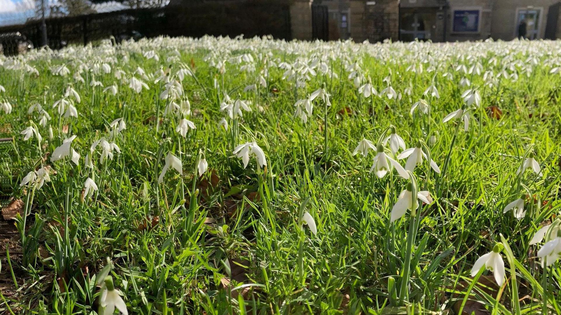  He became known as the Snowdrop King and the town is very proud of him and his legacy