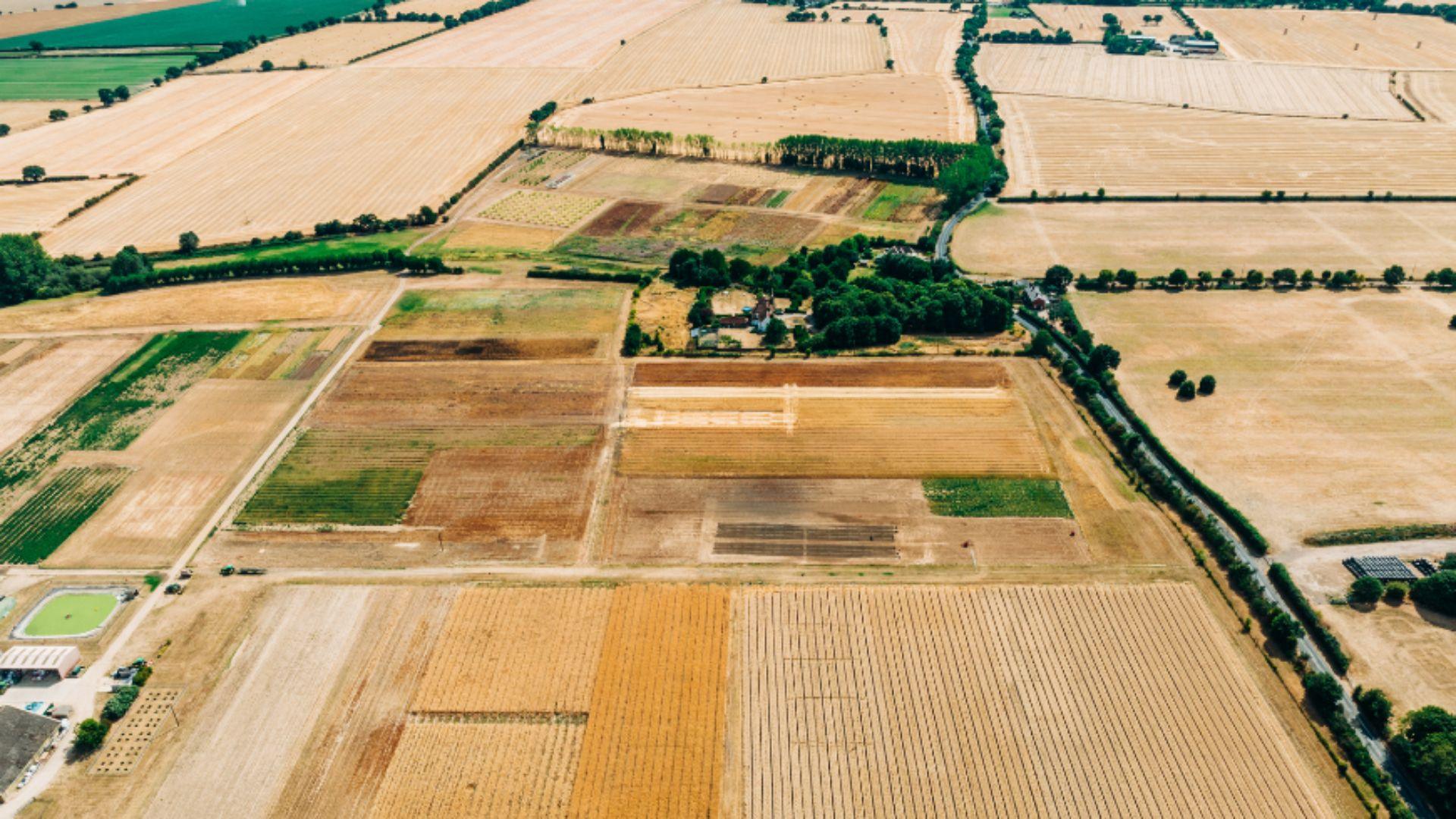 An aerial view of dead (yellow) fields during a drought