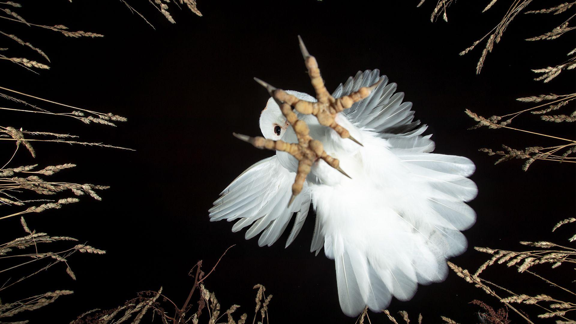Barn owl swopping shown from below