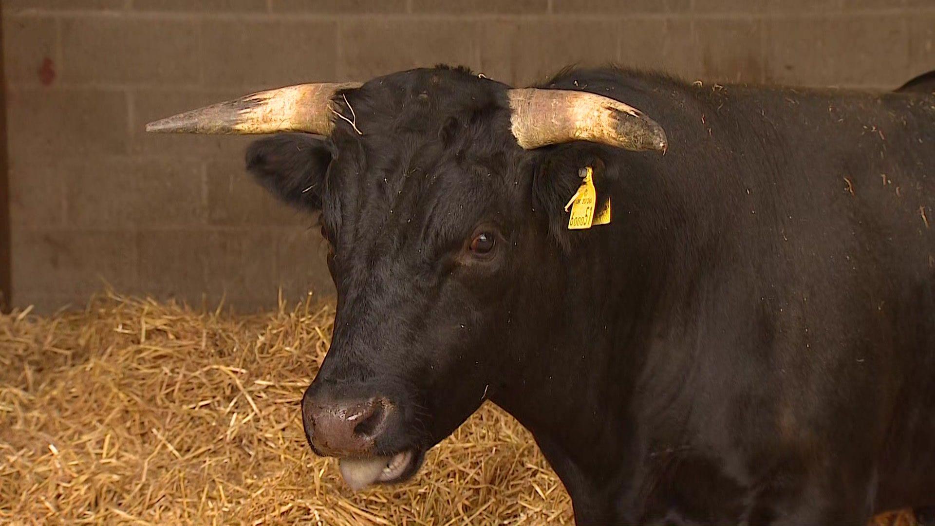 A black bull with white horns looking at the camera. There is a yellow tag attached to his left horm. His tongue is sticking out slightly. There is hay on the floor and a stone wall behind.