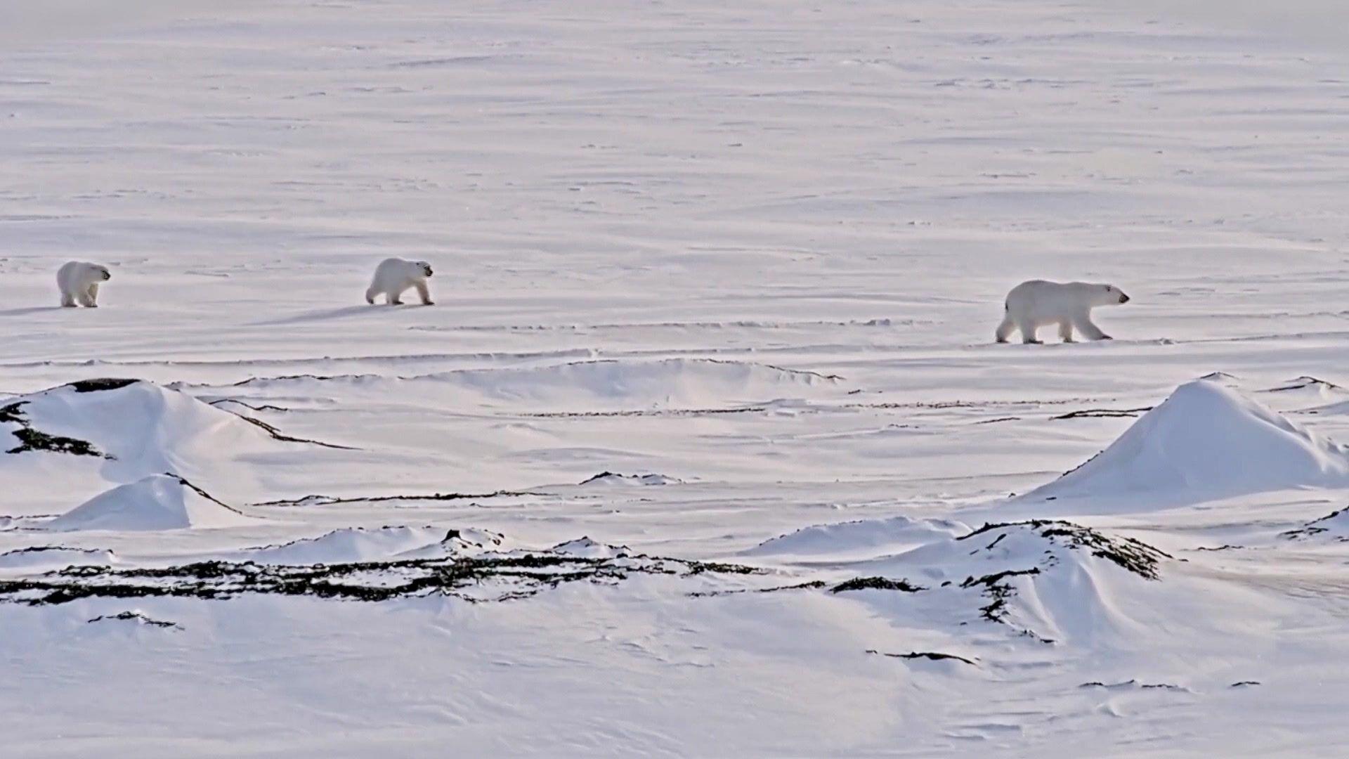 three polar bears walking in a line through the snow