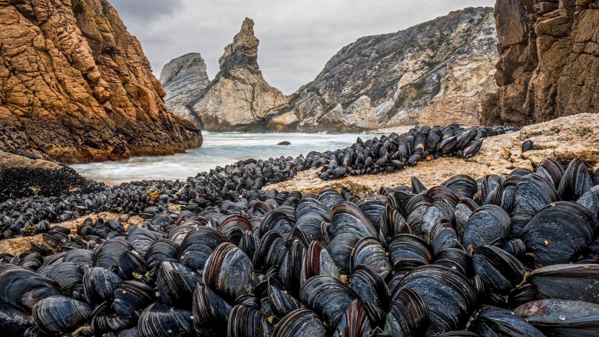 Mussels that have binded themselves to rocks or other mussels on the ocean floor.