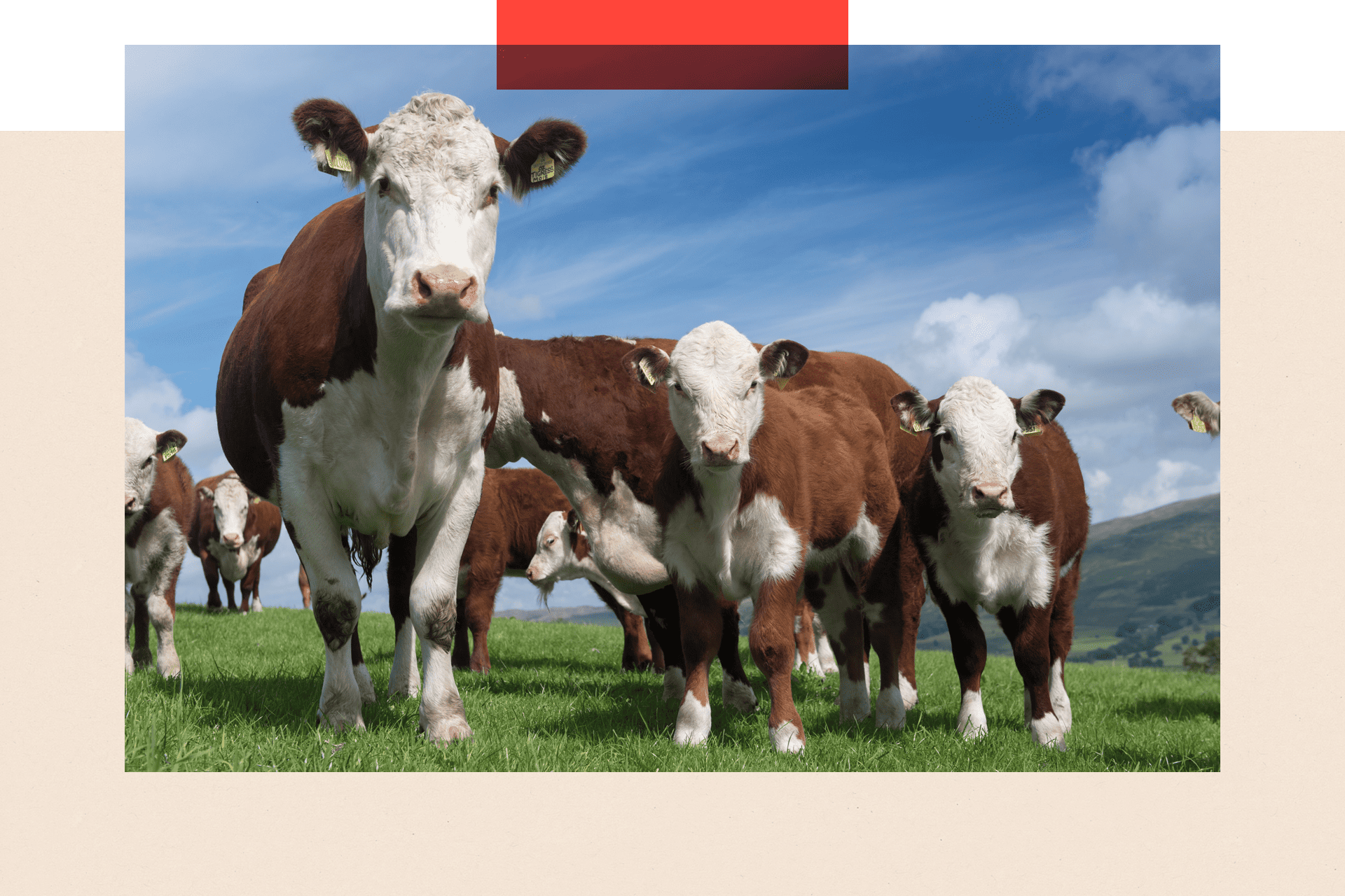 Herd of Hereford beef cattle in the English landscape