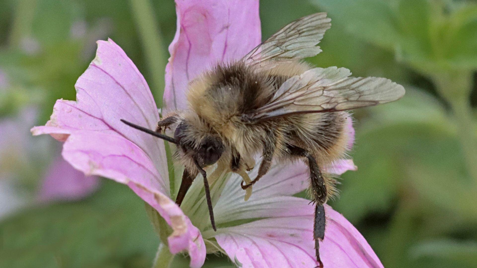 Shrill carder bee feeding on a wild flower