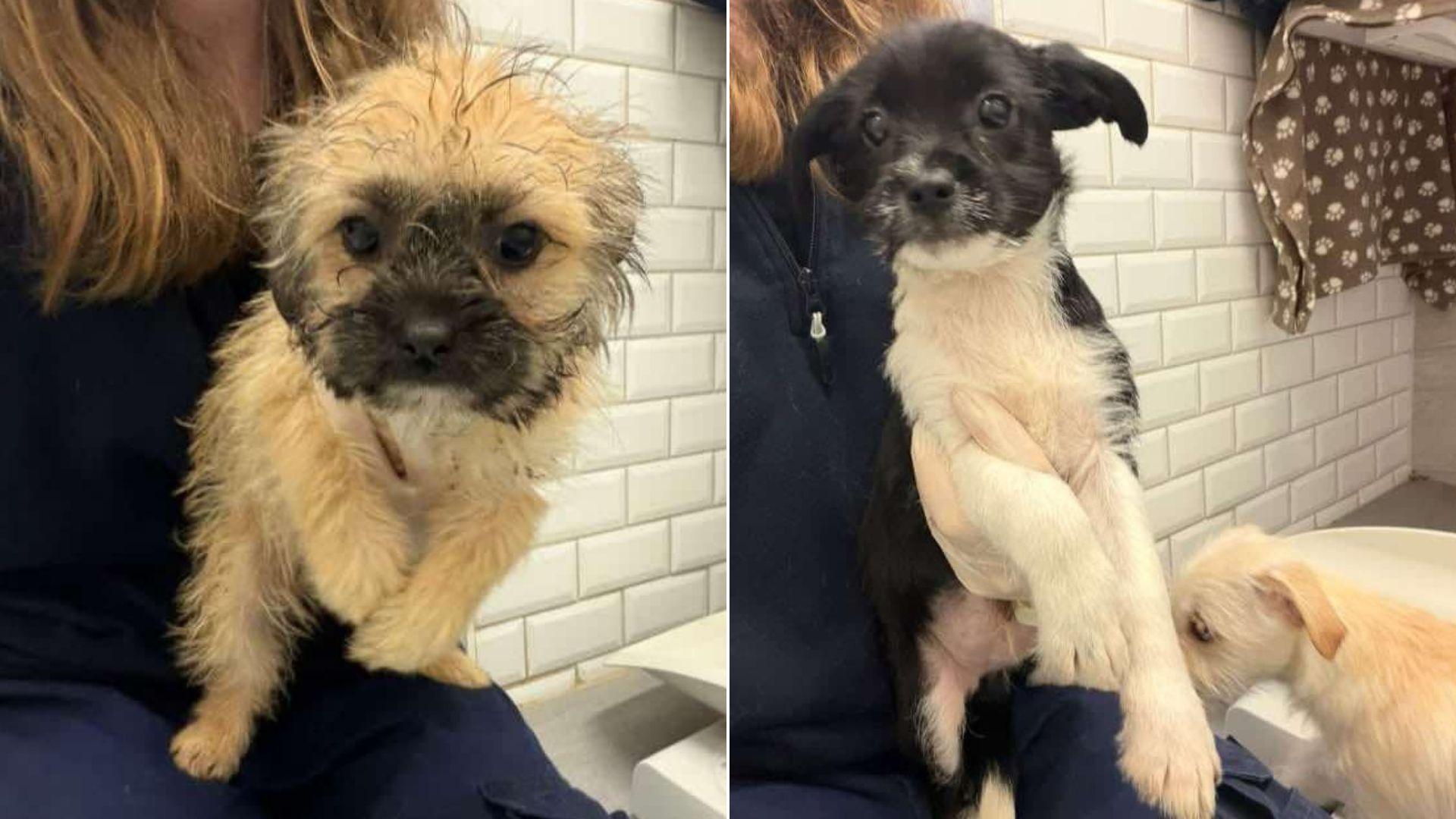 Side by side images, both taken as selfies by a woman with long hair, but her face is cropped out. She is holding up a cream dog with a brown face in one image, and a white dog with a black face in the other. 