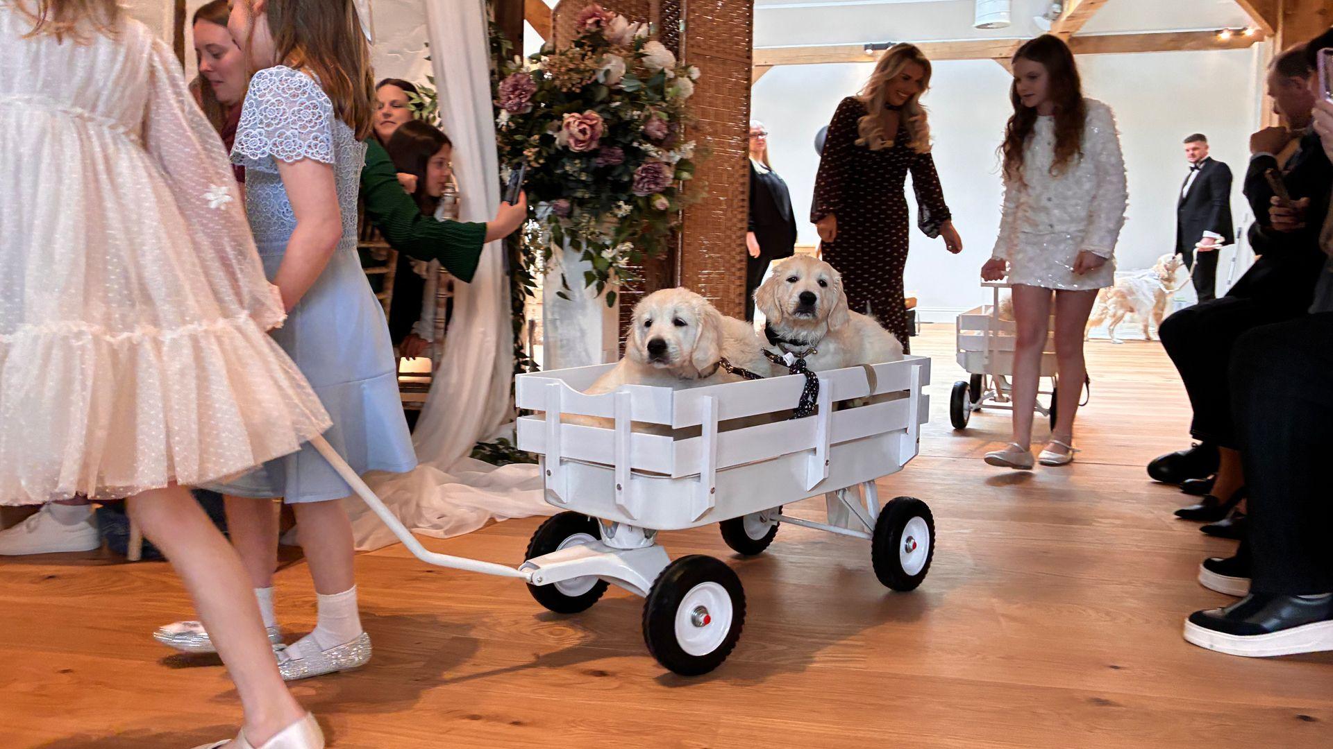 puppies in a cart being pulled down the aisle.