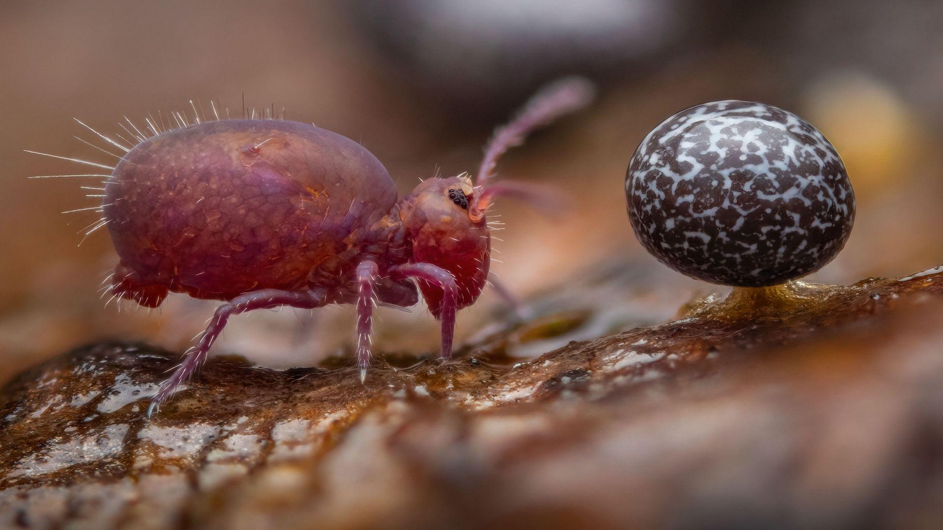 slime molds alongside a tiny springtail.