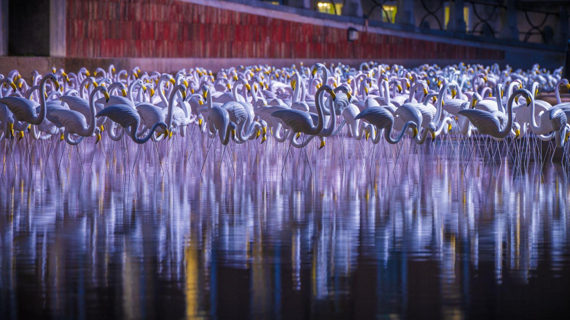 A flock of plastic flamingos is installed on a water feature in front of City Hall in Bristol as part of the Bristol Light Festival. They are white.