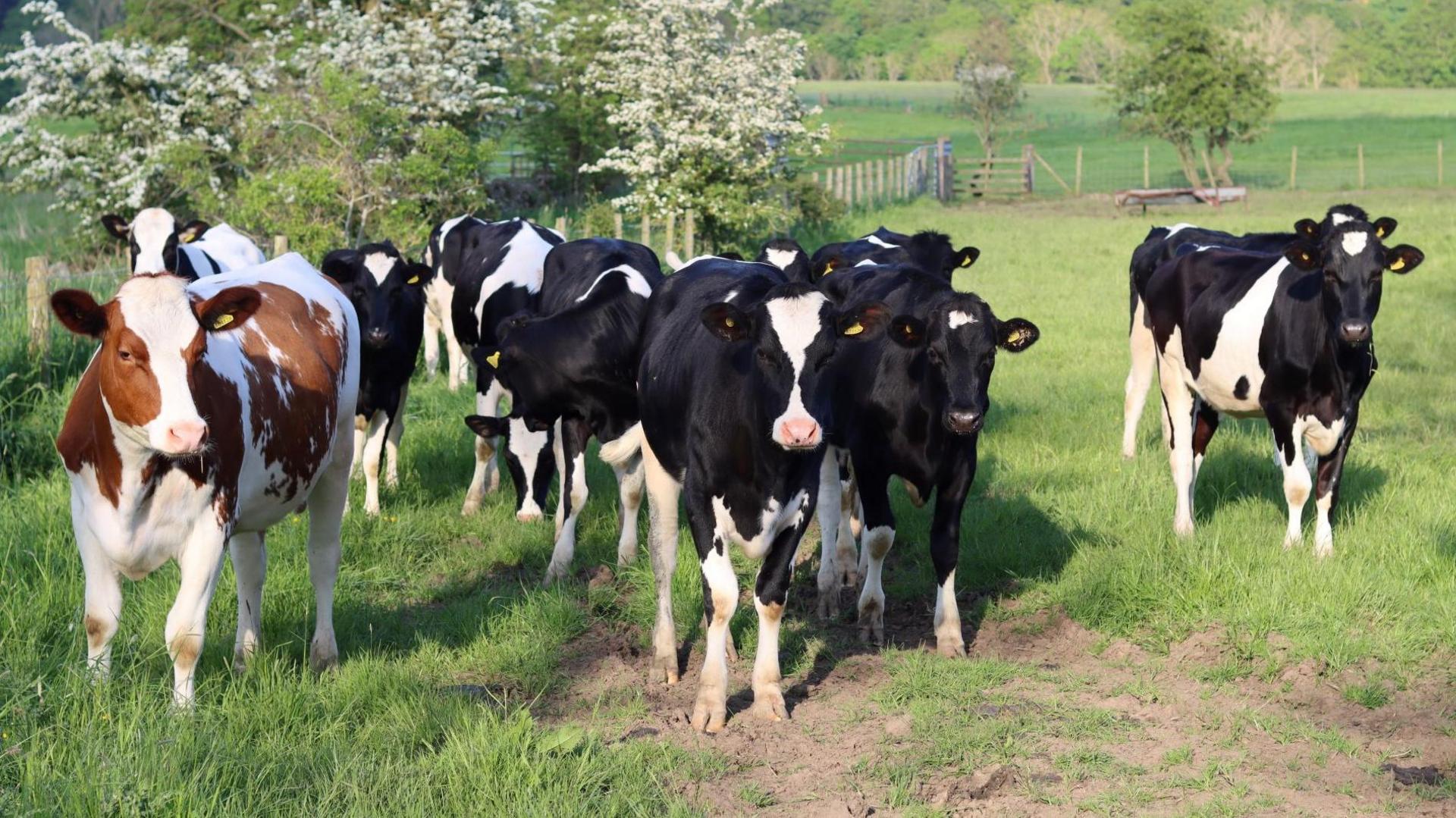 White and brown cow stands to the left while other black and white spotted cows stand in a field of green grass