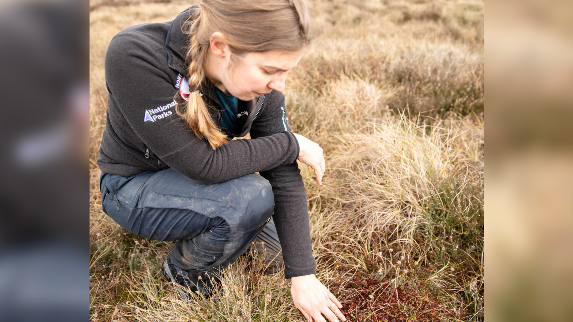A woman crouches above a bog among long heather, inspecting the ground. She is wearing clothing which reads "National Parks".