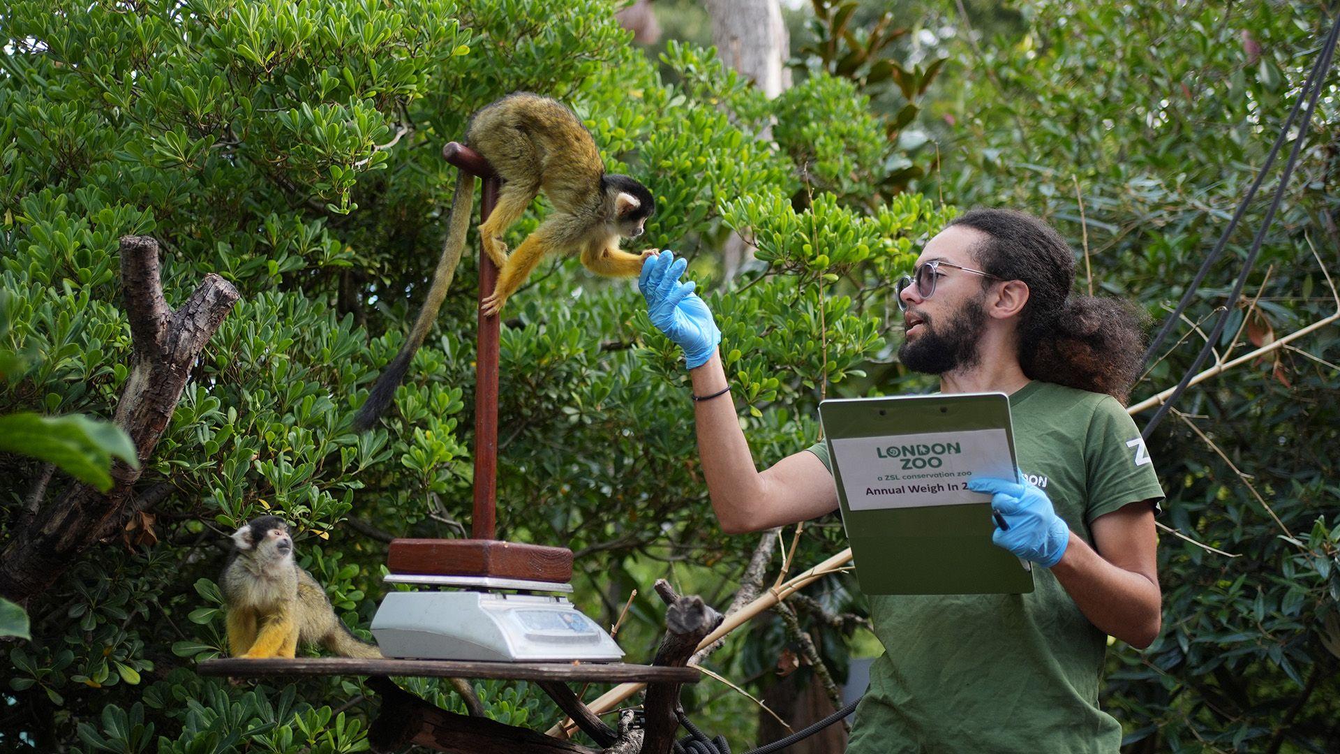 Two monkeys, one on a table and one balanced on a stand on top of a scales. A man with long hair tied up, a beard, sunglasses, wearing a green t-shirt and blue disposable gloves. He is holding a clipboard which says London Zoo in one hand and holding the monkey's paw with the other.