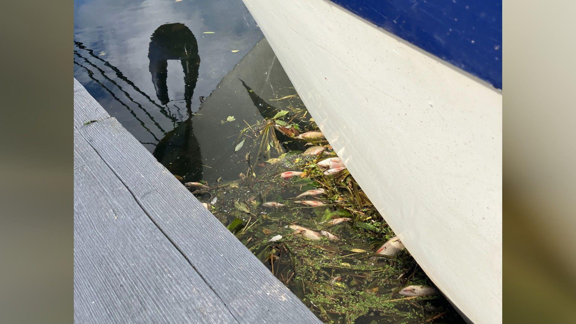 There are small white and orange fish floating dead in the water by a boat. 