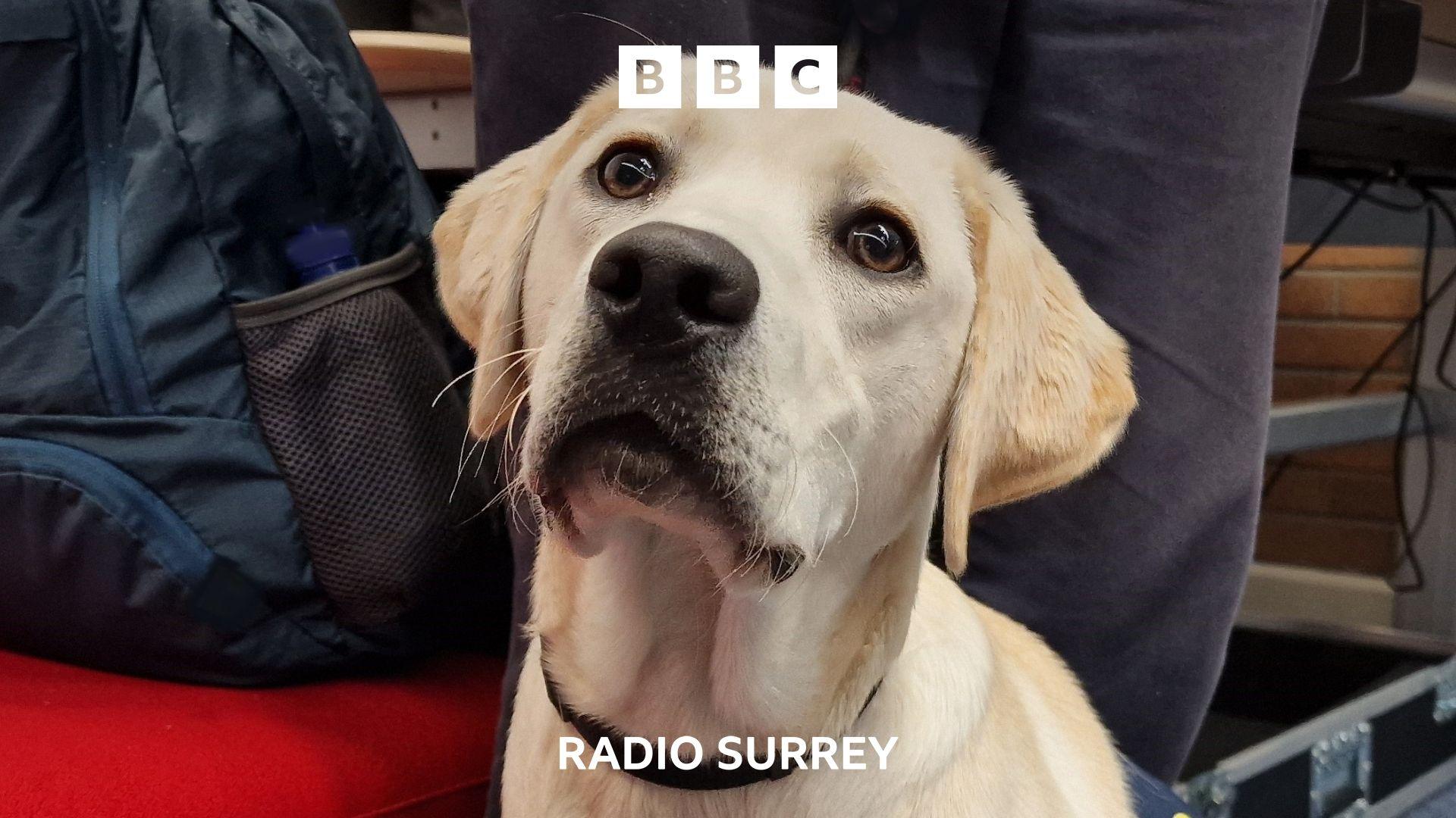 A young Labrador dog looks up.