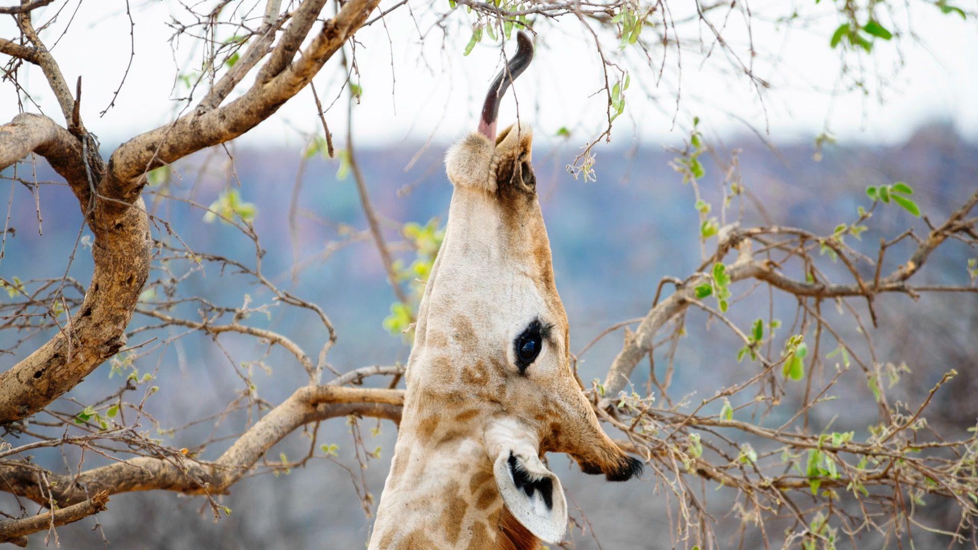 A giraffe sticks its tongue out as it reaches upwards for food in the trees