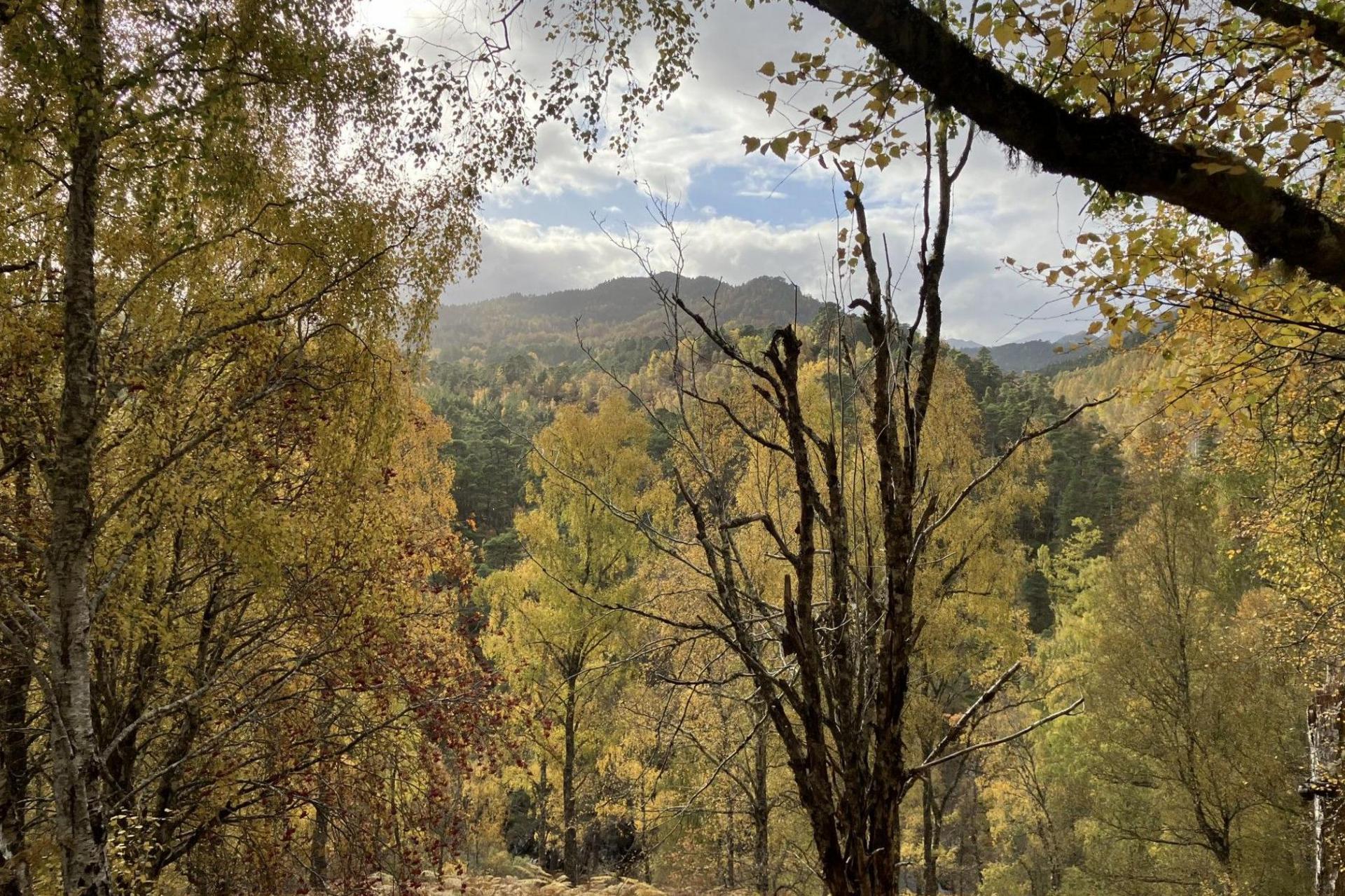 A deeply wooded area with a hill in the distance. The trees leave have autumn colours of yellow and orange.