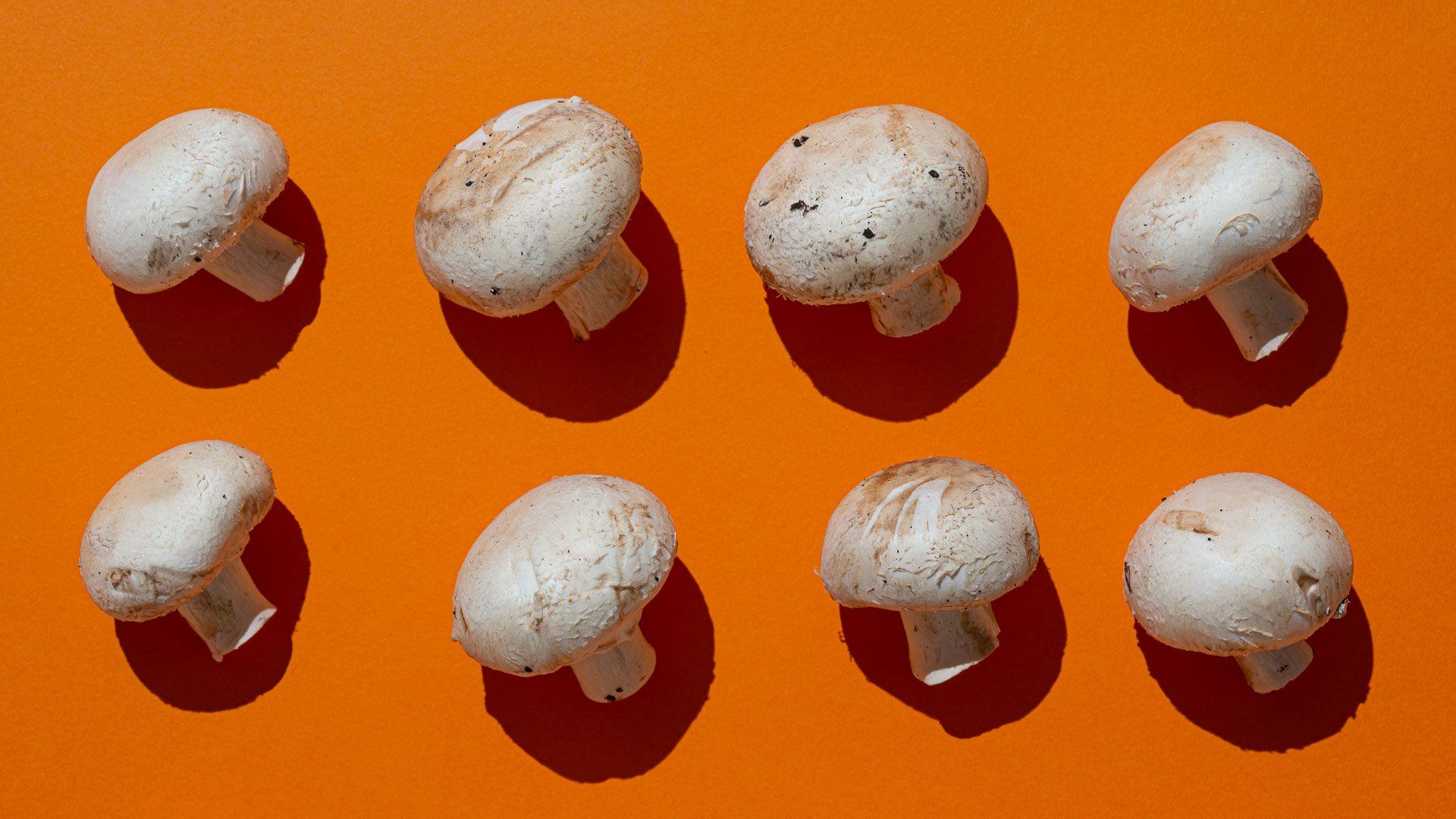 Six white mushrooms on a burnt orange background 