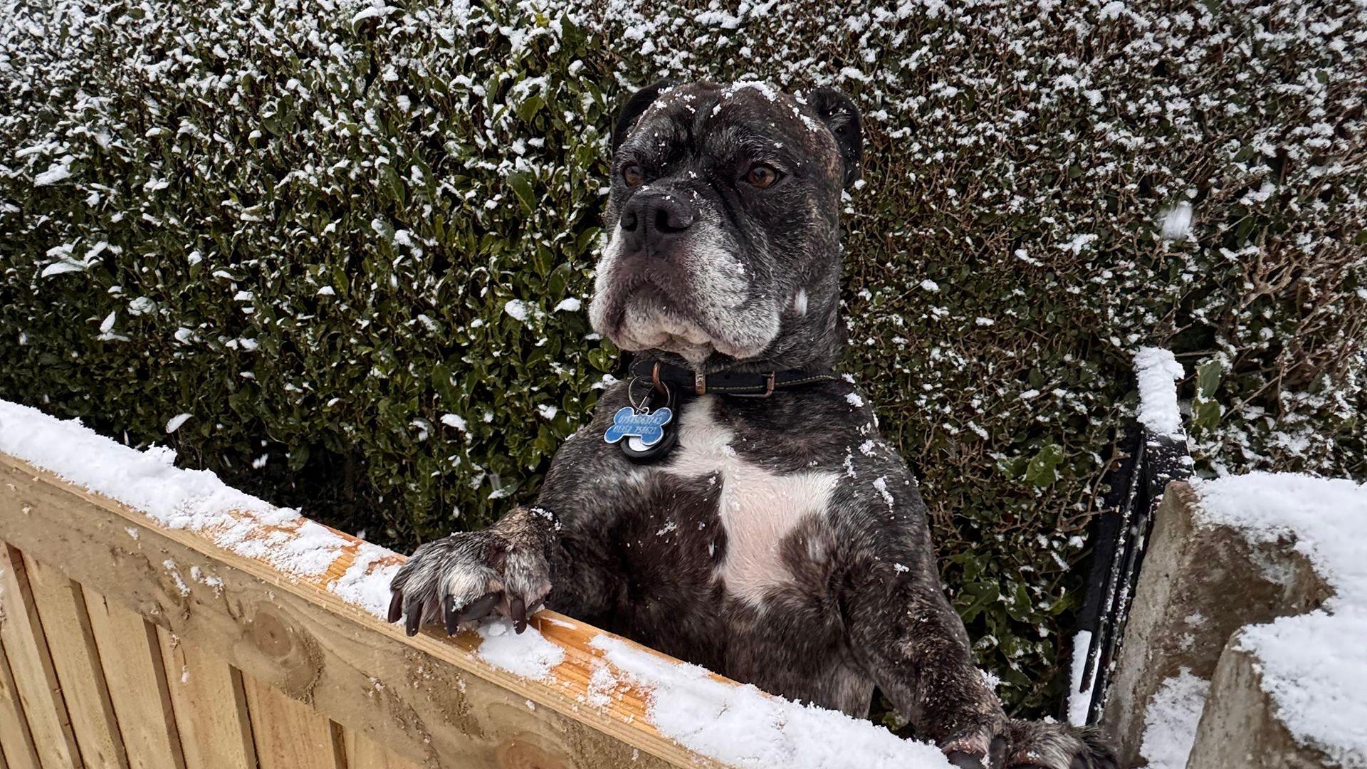 Ci yn edrych dros ffens 