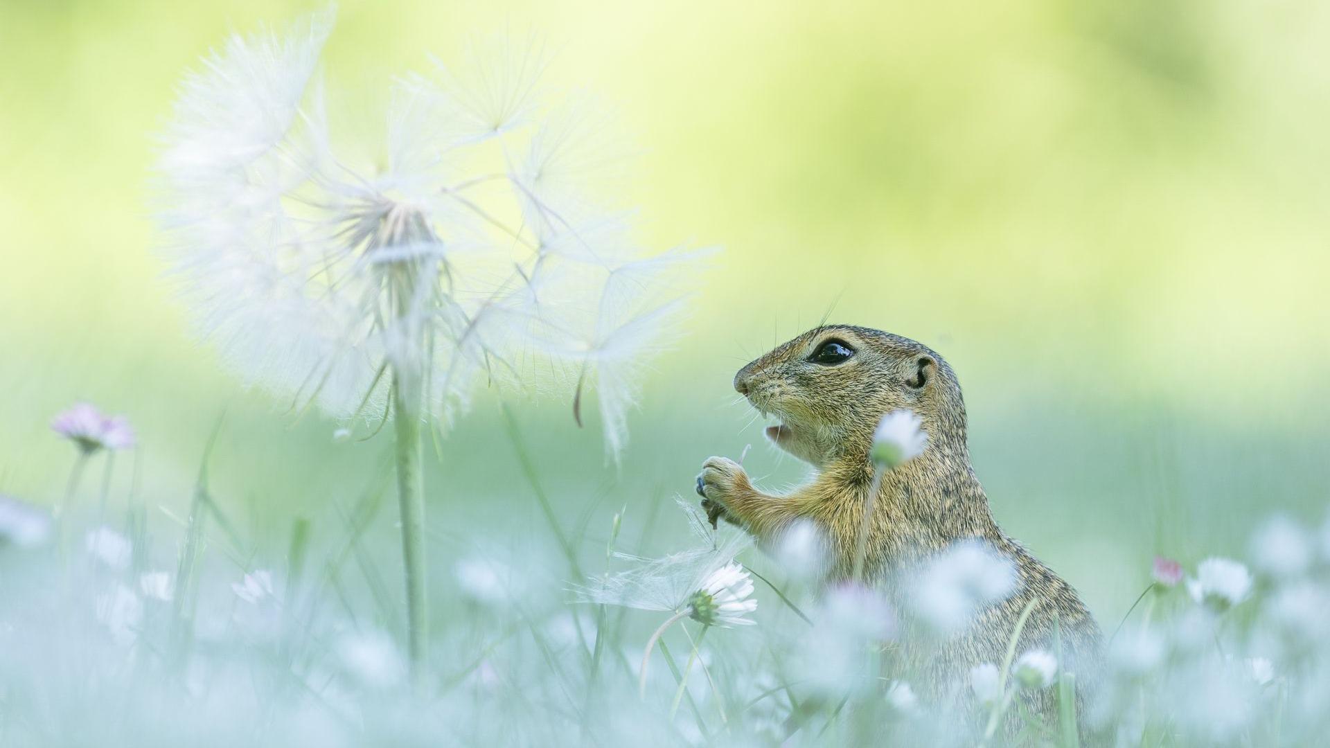 Small mouse-like creature next to a large dandelion clock in a field