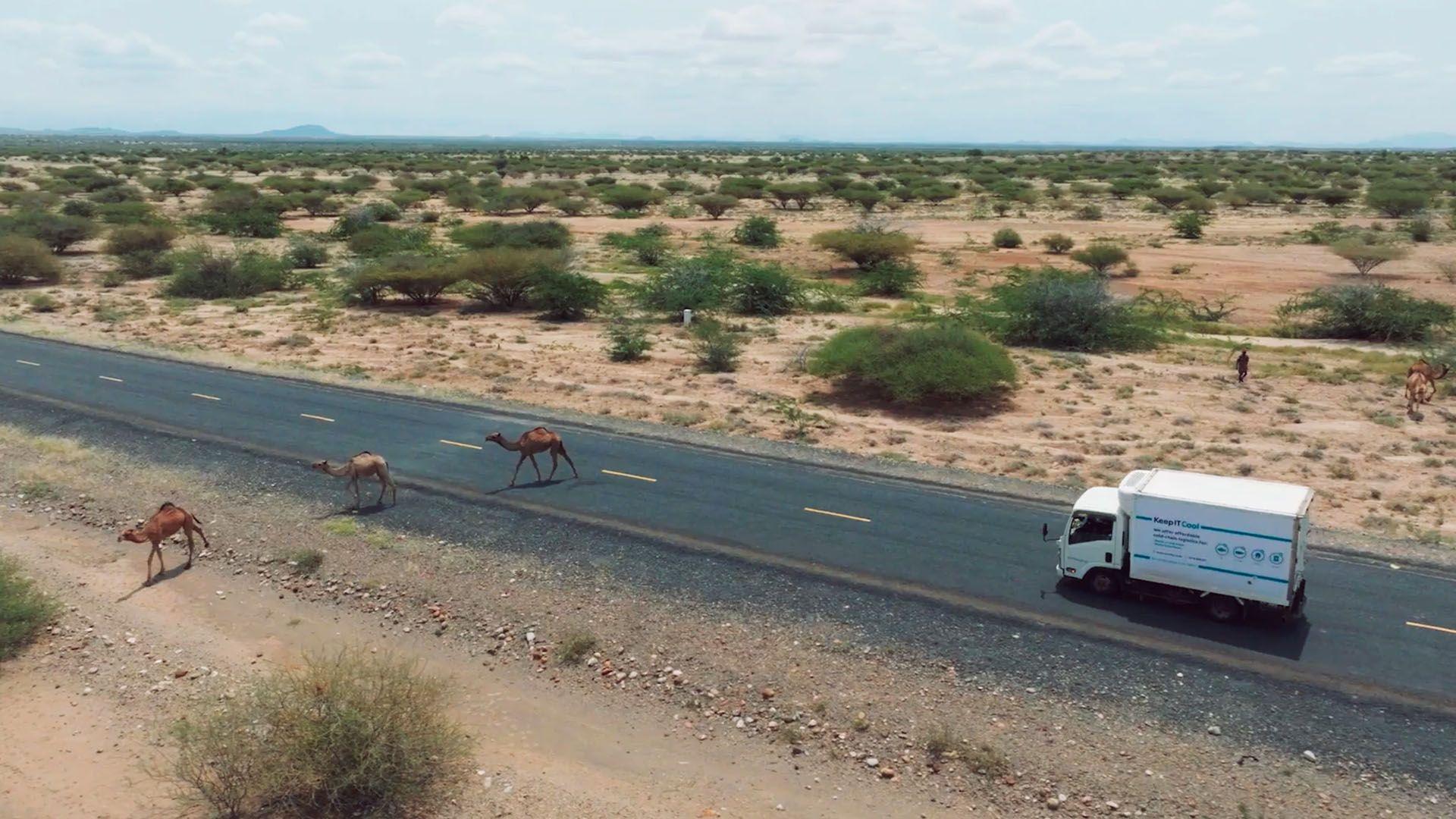 Camels crossing the road with a van driving 