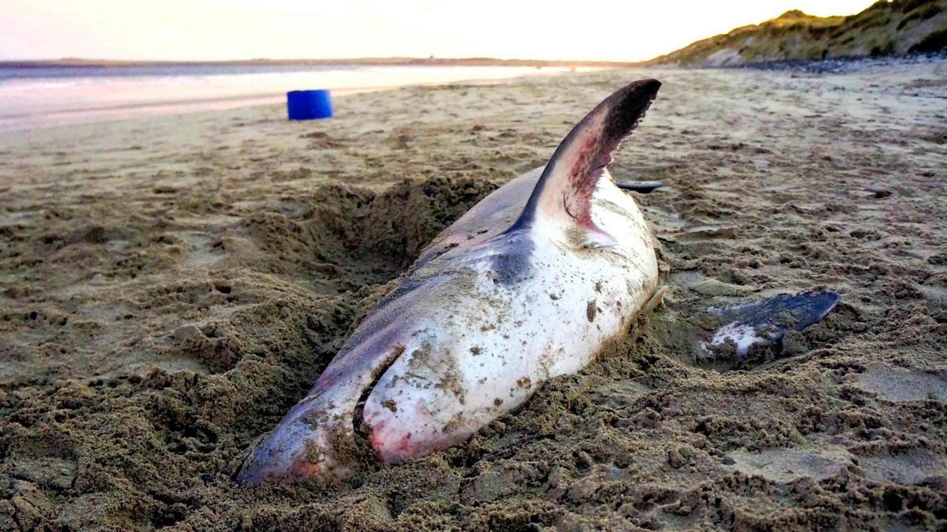 The shark lies in sand at Reiss.