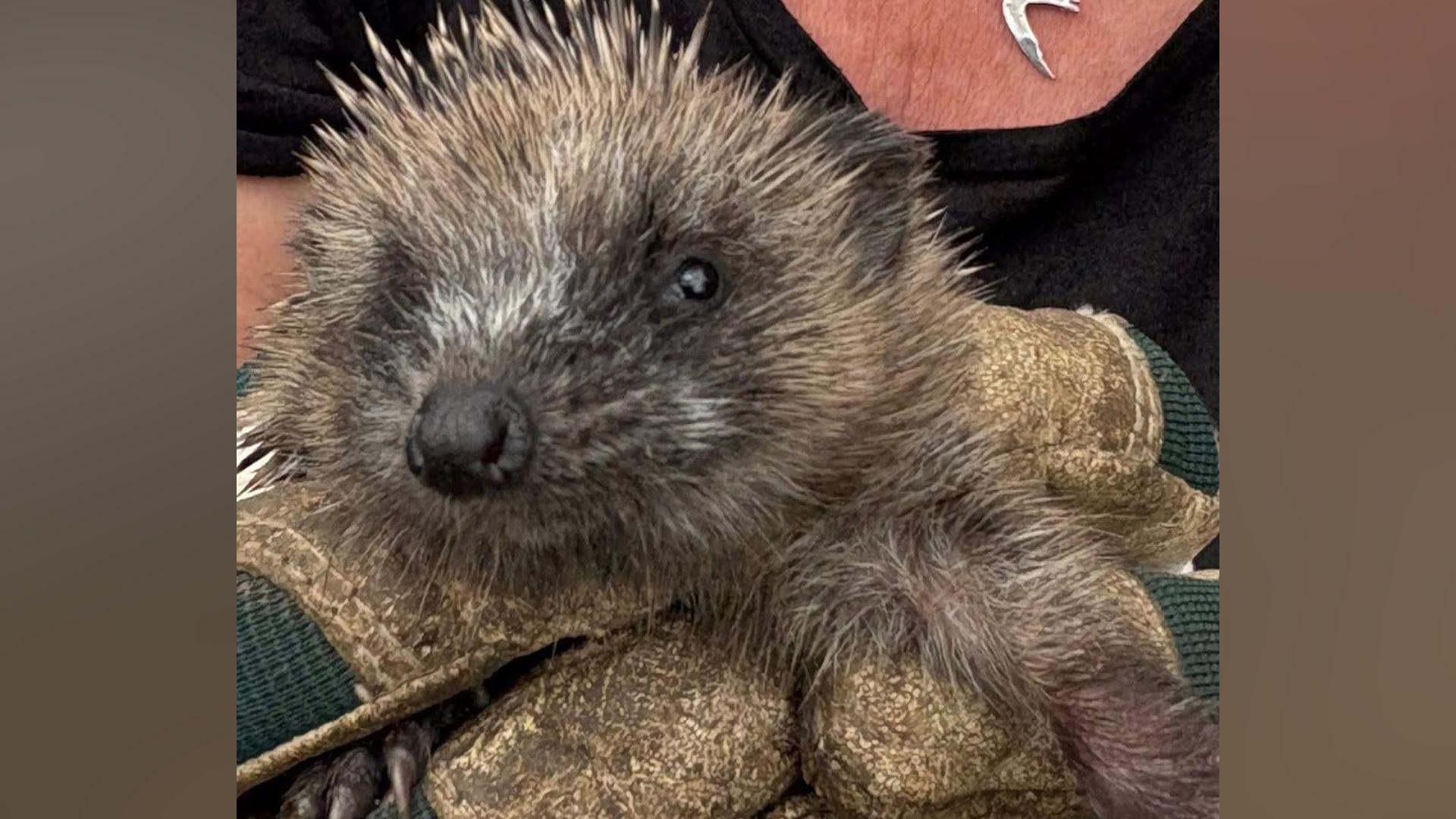 A baby hedgehog being held in a hand which is gloved.