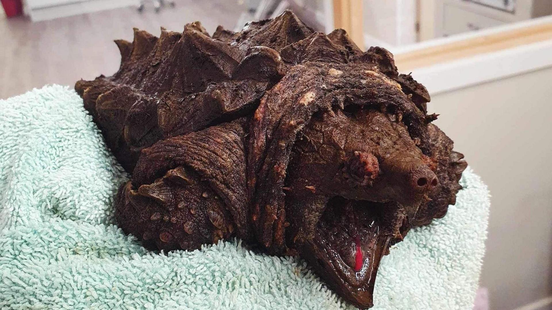 An alligator snapping turtle on a green towel. Its mouth is wide open and it has a brown shell with raised spikes along the top