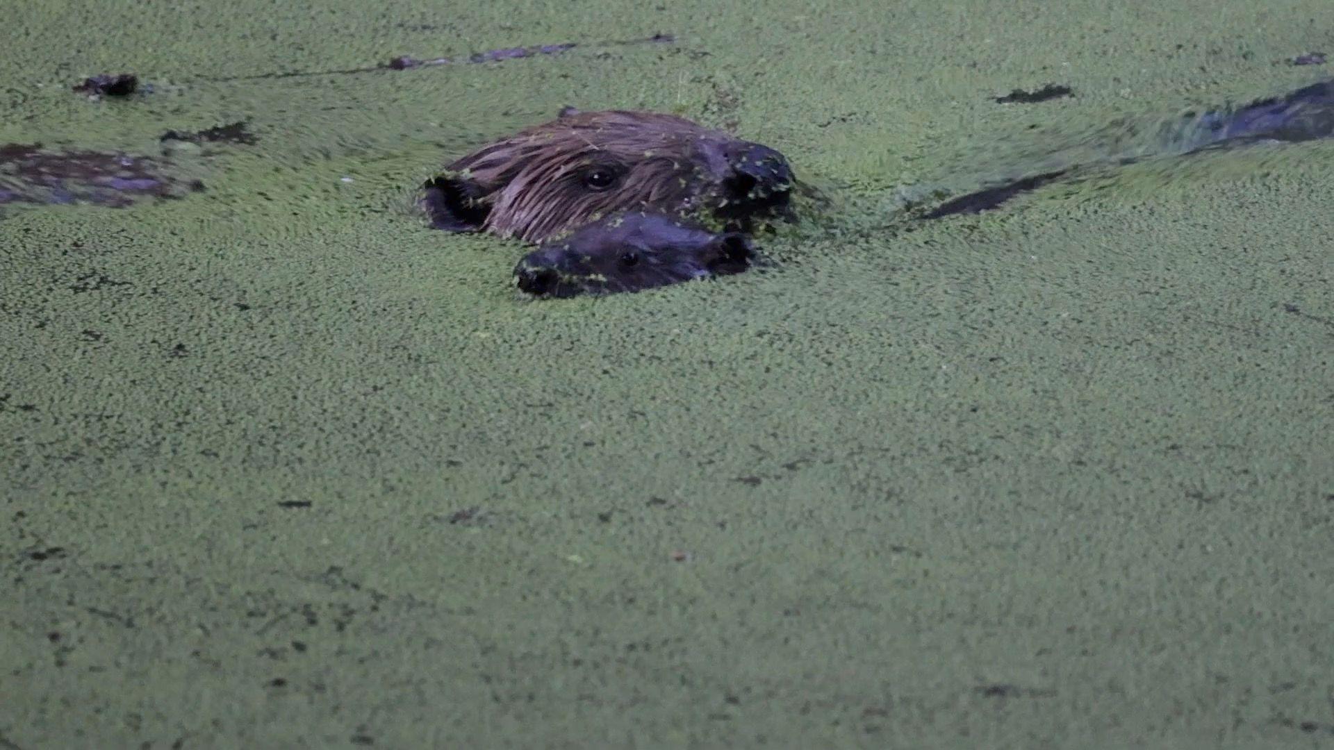 Two beavers surface at dusk through a pond covered in green duckweed, with their whiskers and the tops of their heads above the water.