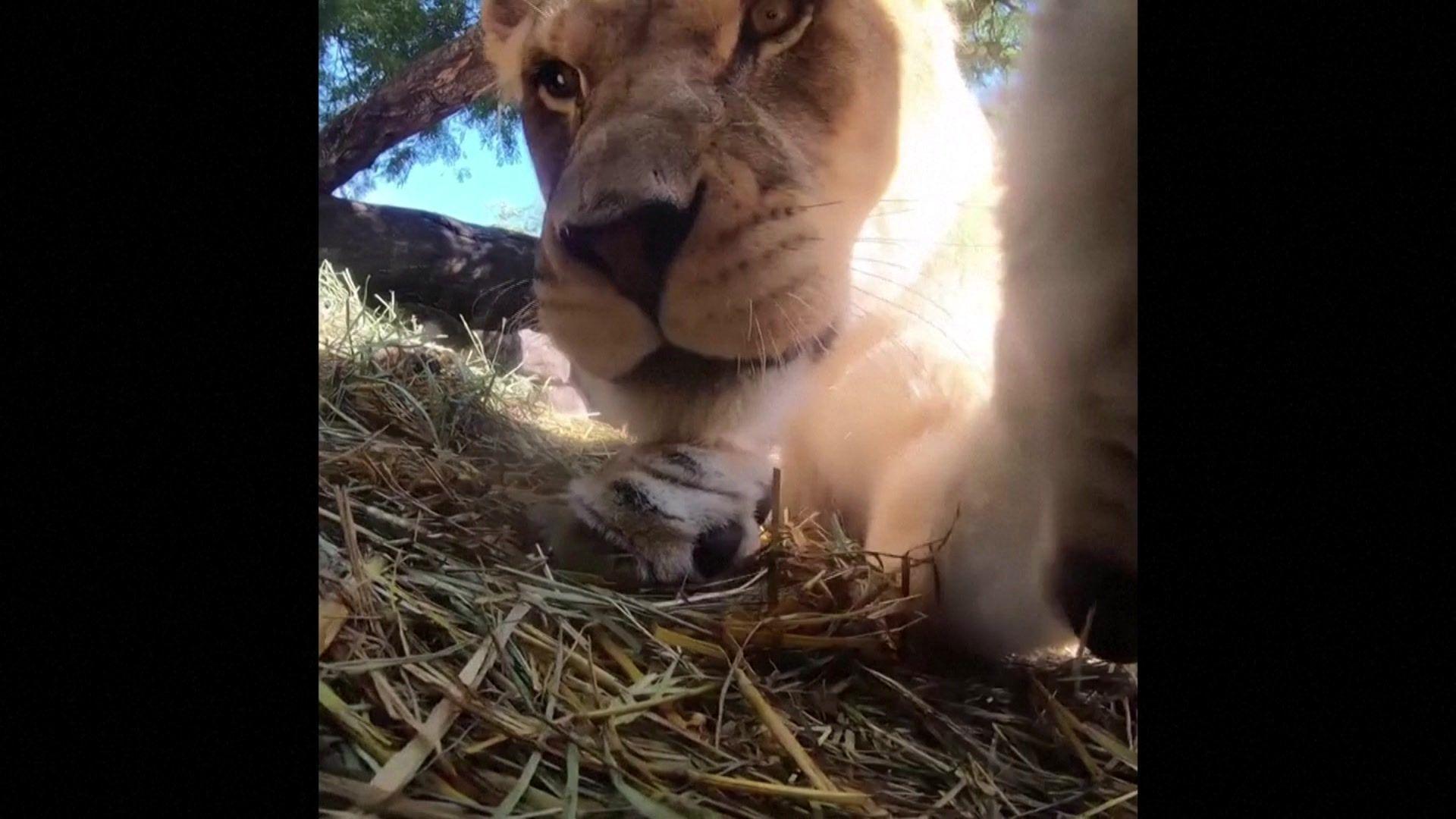 Lioness pawing at the camera