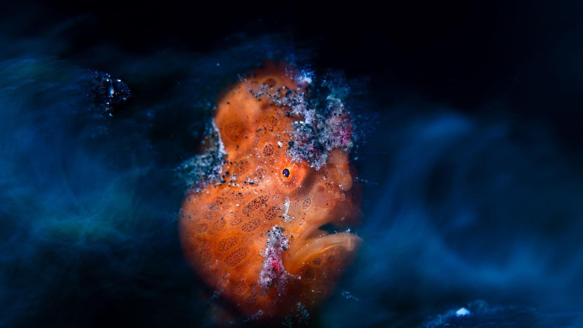 Orange fish is in centre of the screen surrounded by blue waves