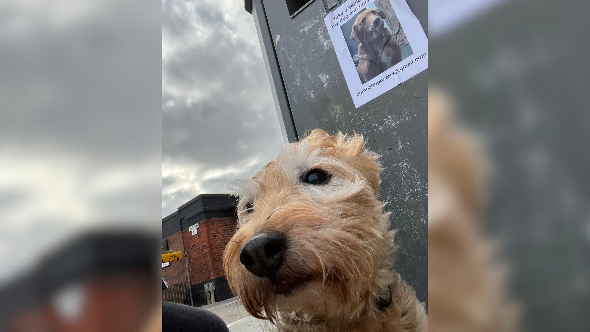 A selfie of a dog with the poster of a dog in the background.