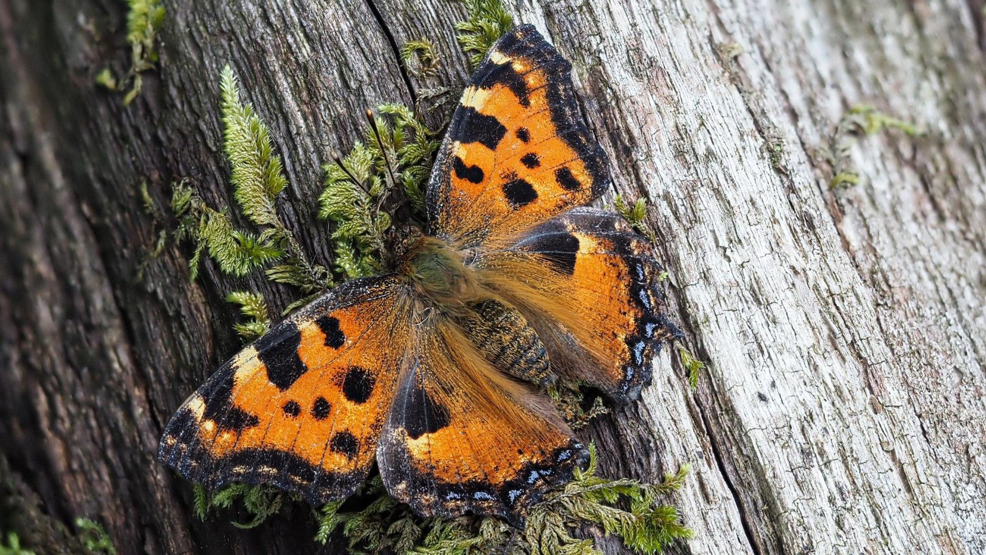 A butterfly on a mossy log. The body of the butterfly is dark brown. Its wings are bright orange with black spots. The winds are black-tipped all the way around