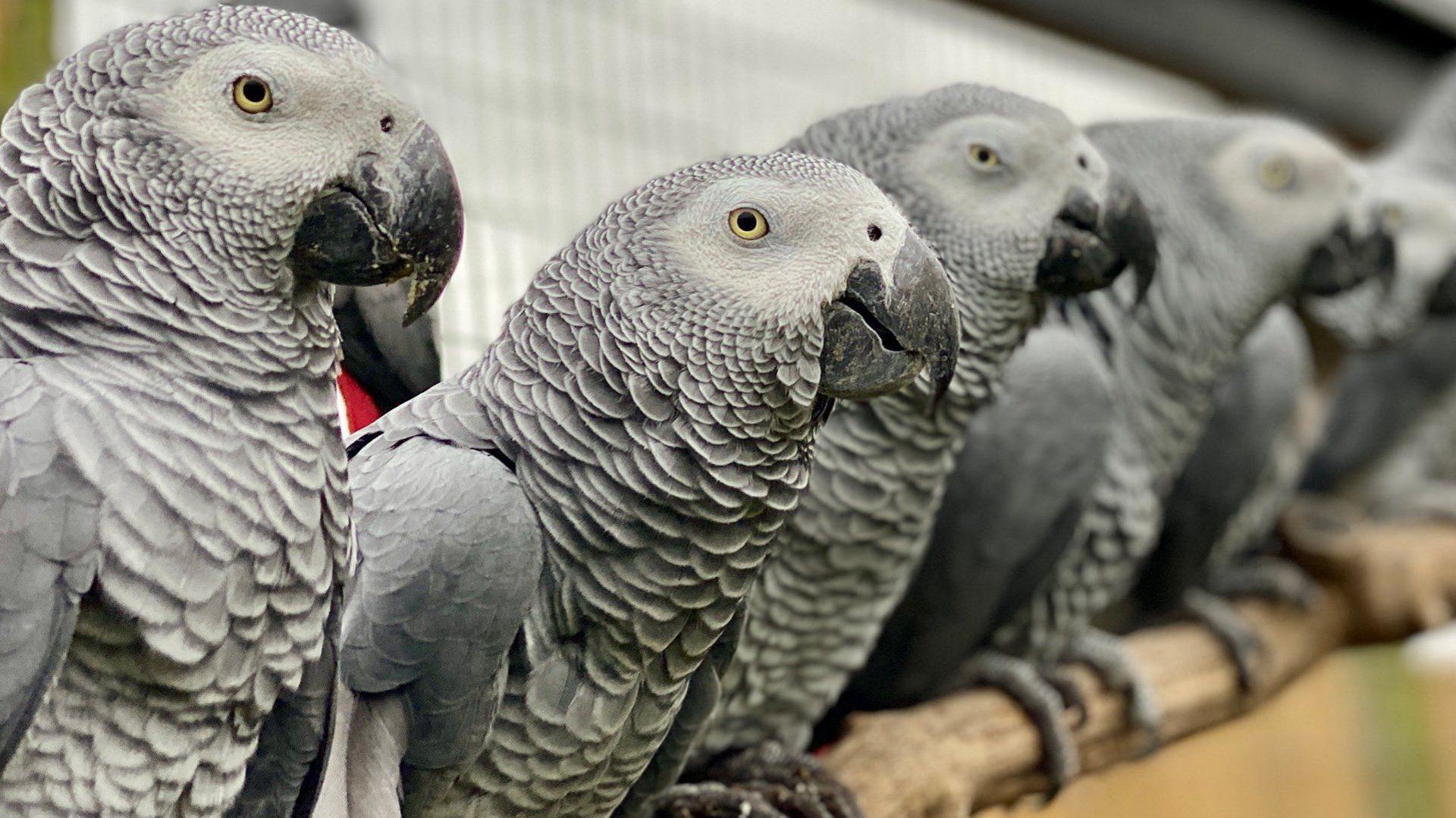 Five African grey parrots sat on a perch