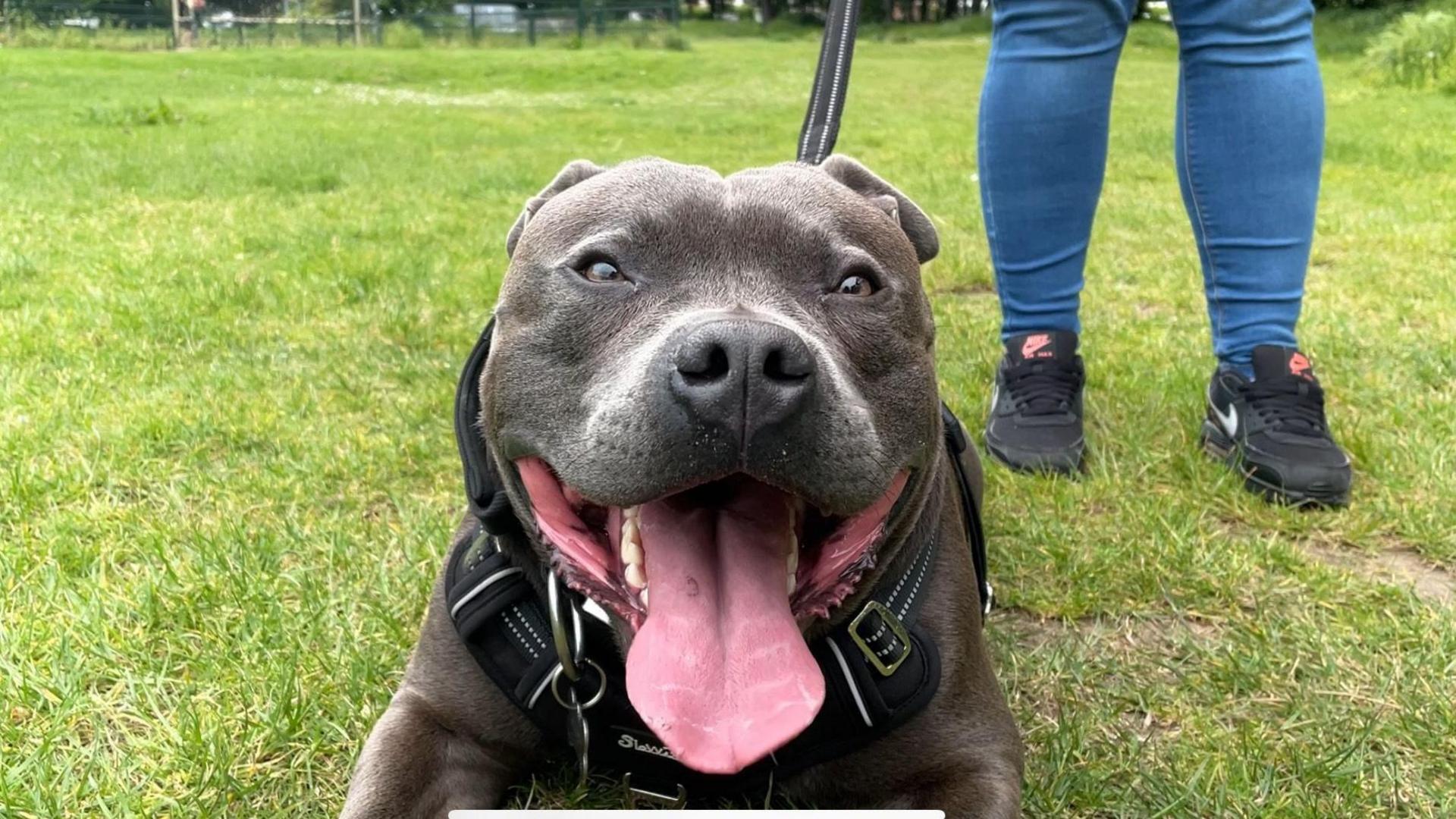 A close-up of Billy, a black Staffordshire bull terrier with its tongue out