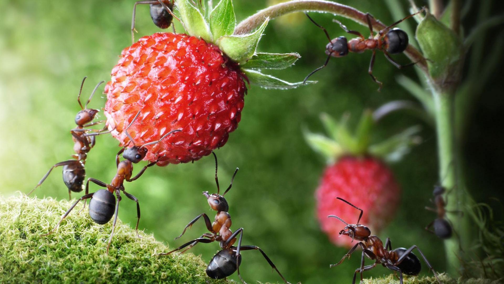 Ants lifting a strawberry