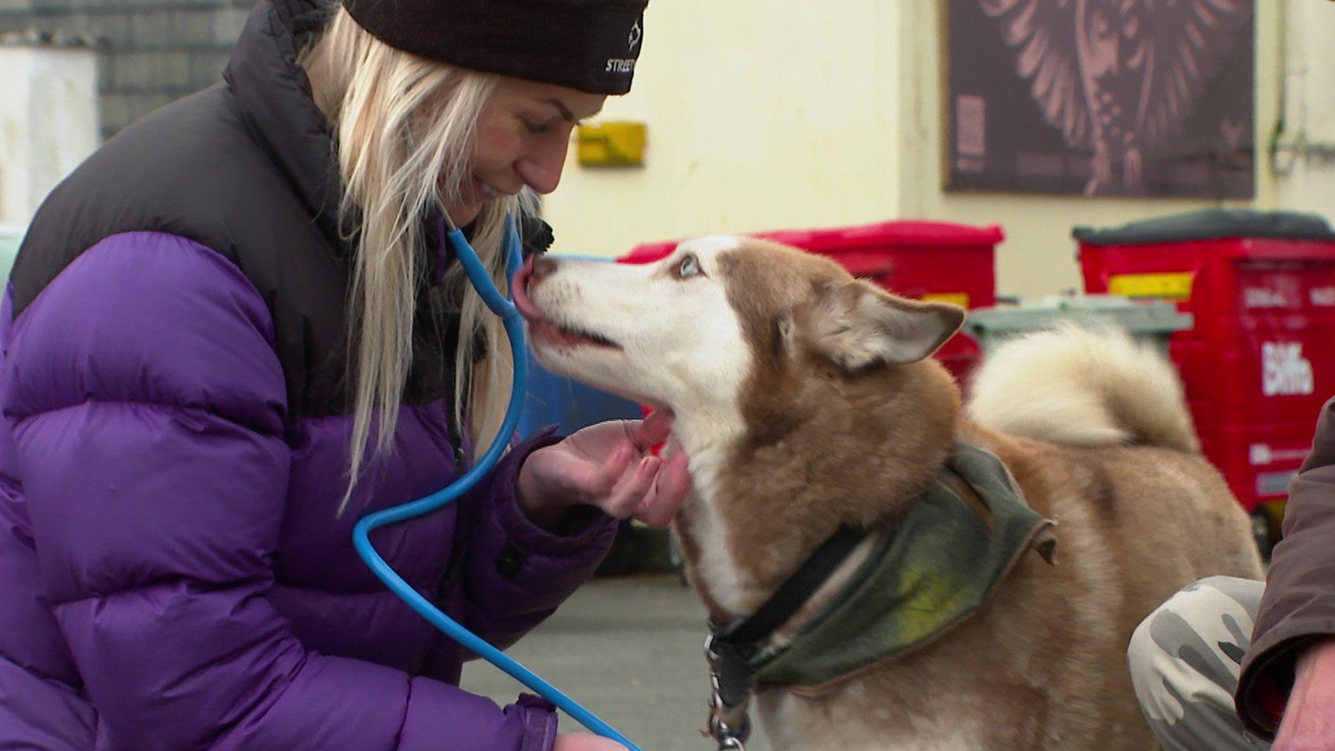 Cassie Kilty is crouching down level with a brown and white Husky dog which has ice blue eyes. Cassie is wearing a stethoscope which she is holding to the dog's chest and is stroking the dog with the other hand. The dog has its tongue out as it tries to lick the vet's face. They are on a pavement and there are Biffa bins behind them.