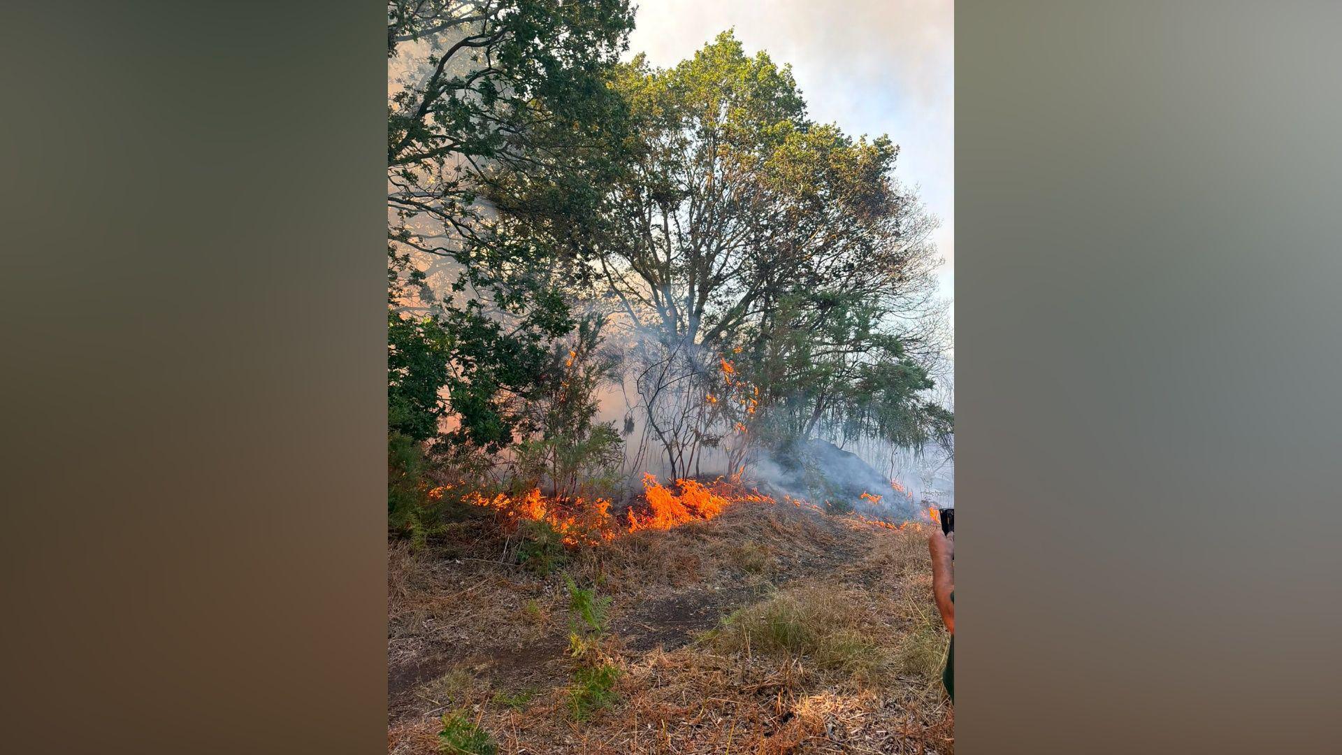 Flames lick the base of trees and grassland. Orange smoke billows from behind the trees. A person stands to one side of the heath.