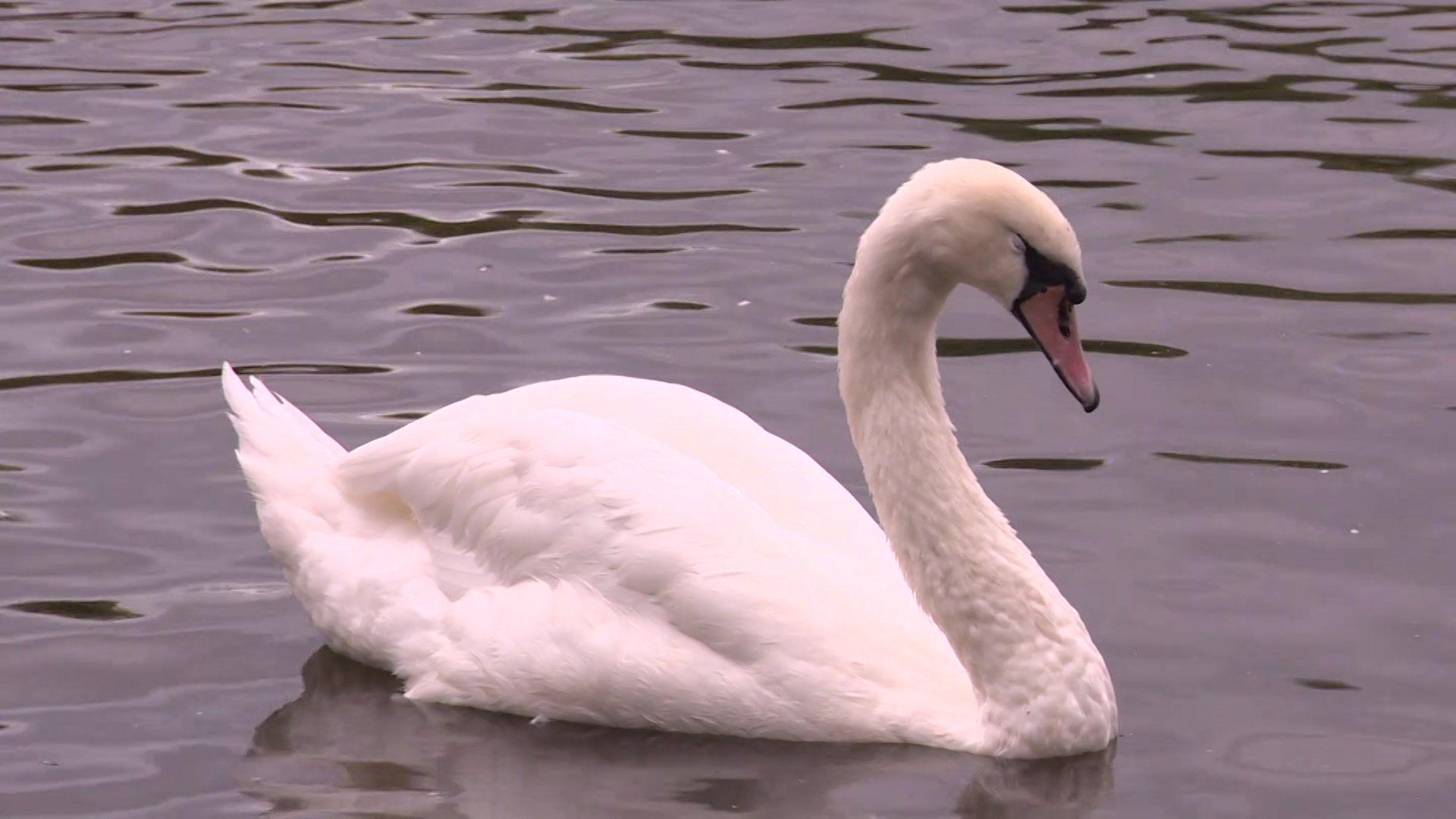 a close up of a large swan on water at the sanctuary