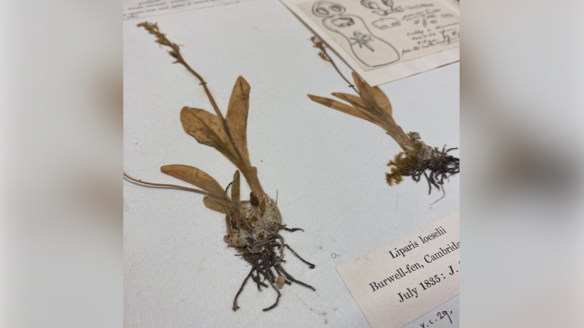 Two dried fen orchids which have been dried and stuck to a piece of paper. A label next to the plants says Liparis loselii, Burwell-fen, Cambridge, July 1835.
