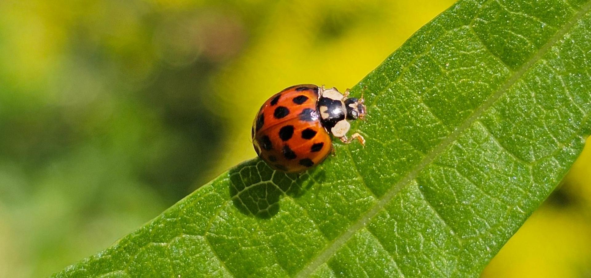 A close-up shot of a red ladybird with black spots, and black-and-white markings on its head. The insect is sitting on a long green leaf, with a blurred rural background behind.