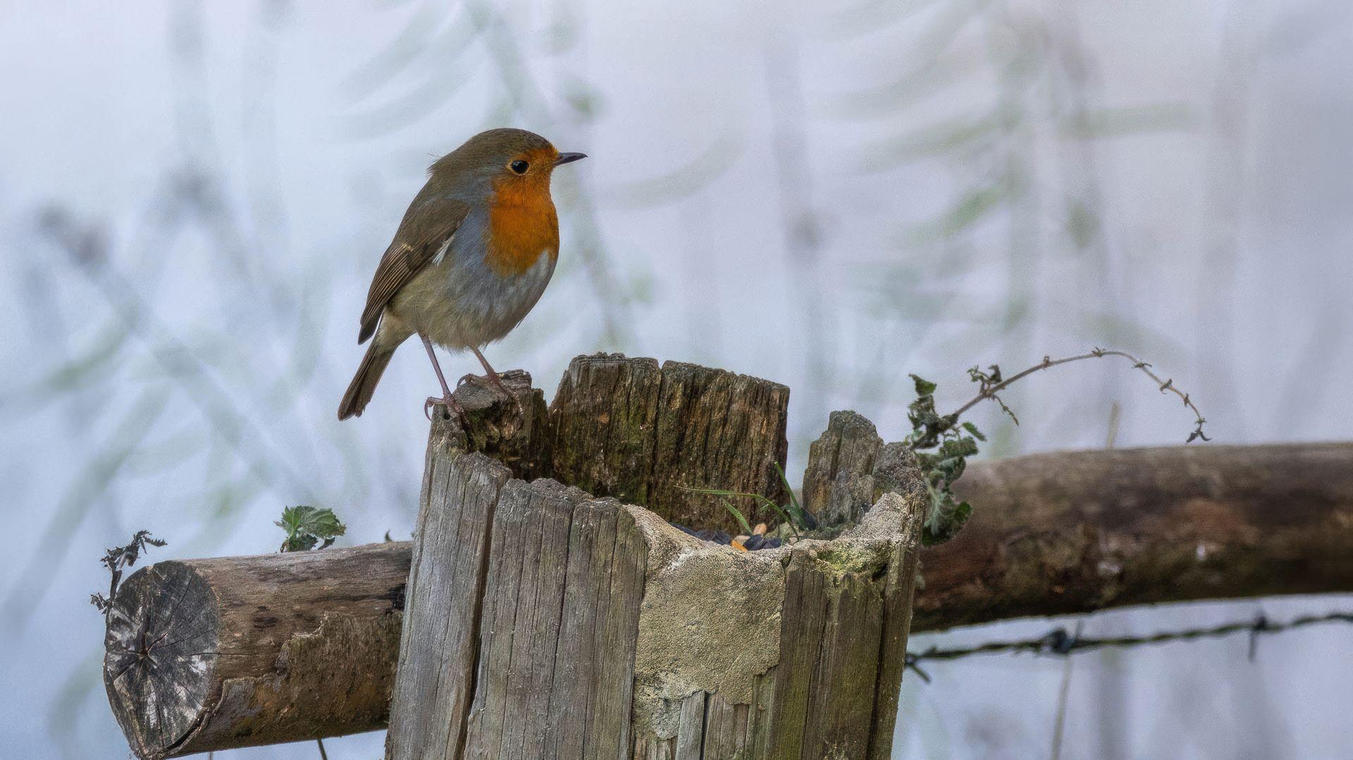 A robin, which is a small bird with brown feathers and its famous orange breast and face, sits on what appears to be an old, circular fence post.