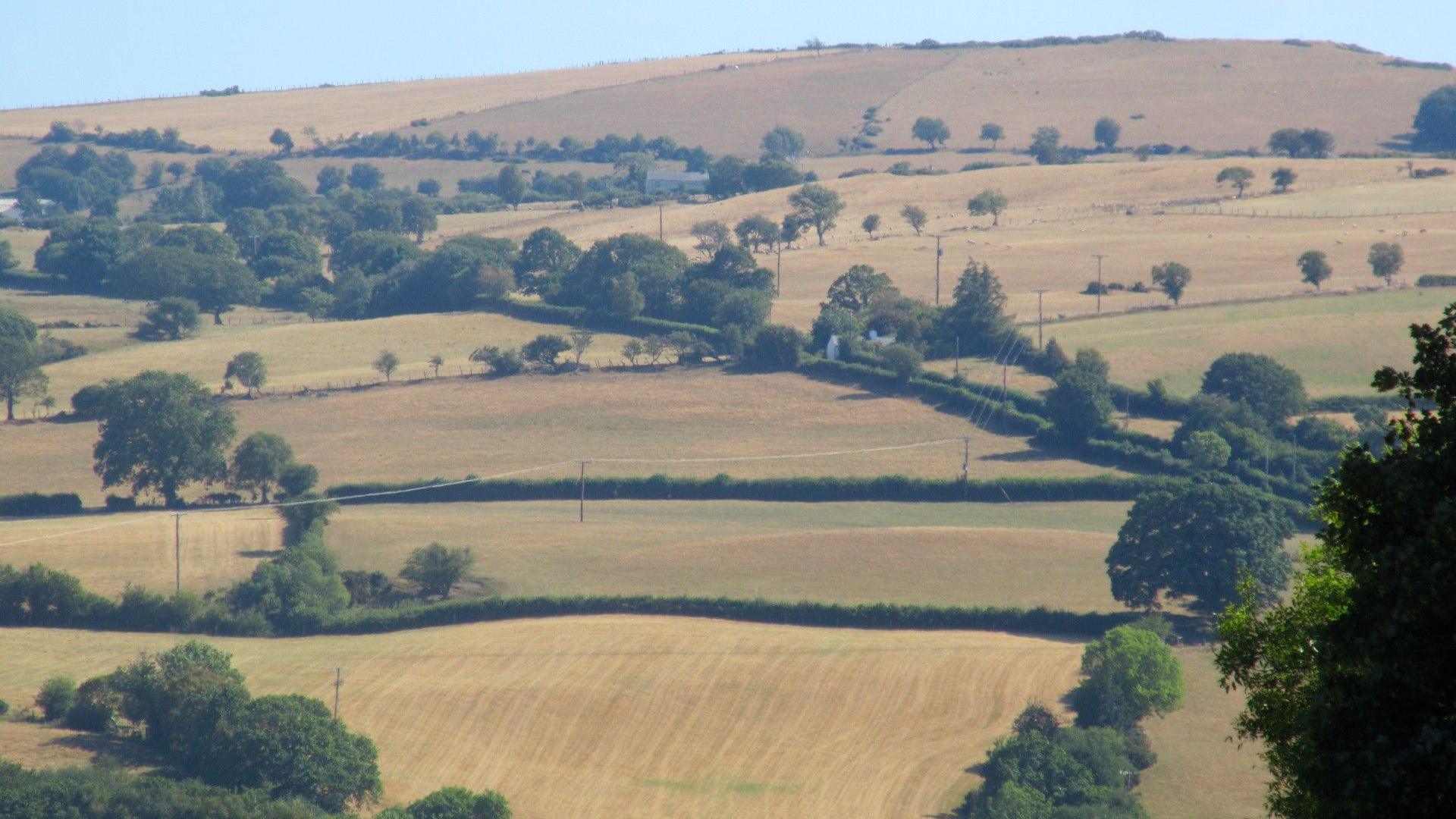 A landscape view showing parched fields in Denbighshire 